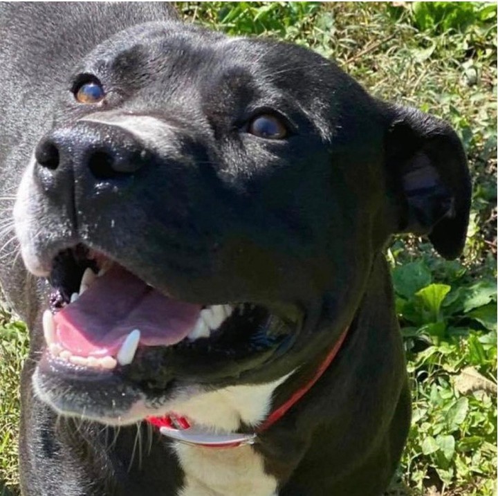 He's feeling LUCKY today!  Are you feeling like good fortune is coming your way, too?  Maybe the two of you are meant for one another!  Smiley boy Lucky has had fun being fostered at Lucky Dog Stay and Play but now he's ready to settle down in a home of his own.  Lucky is two years old and a solid 50 pounds of affection.  He likes people, pups and purr-ers (that would be cats), is affable and a staff favorite amongst caretakers because he's such a sweet fella.  Applications for Lucky are available at happybark.org so you can make his dreams come true.  And yours, too!  <a target='_blank' href='https://www.instagram.com/explore/tags/BigOleGrin/'>#BigOleGrin</a> <a target='_blank' href='https://www.instagram.com/explore/tags/HomeForTheHolidays/'>#HomeForTheHolidays</a>  <a target='_blank' href='https://www.instagram.com/explore/tags/EveryoneNeedsMoreLuck/'>#EveryoneNeedsMoreLuck</a>! <a target='_blank' href='https://www.instagram.com/explore/tags/HappyBark/'>#HappyBark</a>