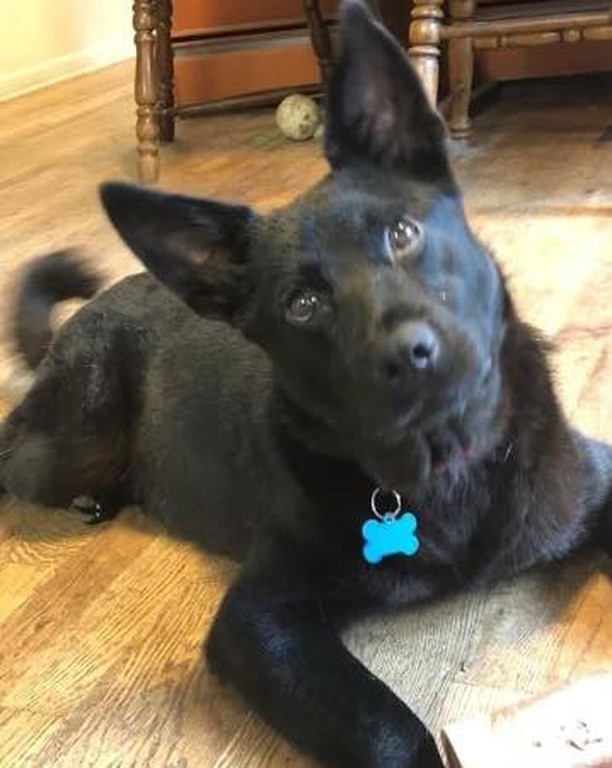 💙💙ADOPT CARBON💙💙

If you are looking for a medium sized bundle of joy and fun, look no further than Carbon!

Carbon is an adult 35 pound mixed breed handsome man!  Our best guess is a kelpie/ herding breed mix.

This sweet, silly boy loves other doggies and would  excel with a fur sibling in his home.  No small dogs or kitties for this boy.  We are guessing he is around 5 years old based off of his teeth, but, he has the personality of a puppy!! 

Carbon is UTD on his vaccines, neutered, and microchipped.

Do you have room in your  heart and home for this adorable boy?  He will fill your home with laughter and love❤️❤️. 

We recommend kids over the age of six due to his herding background. 

Carbon would  make the best hiking sidekick ever!! Get your application in quickly for this bestest boy!

Adoption application: https://form.jotform.com/203643479832159

<a target='_blank' href='https://www.instagram.com/explore/tags/adoptdontshop/'>#adoptdontshop</a> <a target='_blank' href='https://www.instagram.com/explore/tags/adoptables/'>#adoptables</a> <a target='_blank' href='https://www.instagram.com/explore/tags/narpsdog/'>#narpsdog</a> <a target='_blank' href='https://www.instagram.com/explore/tags/narpsdogs/'>#narpsdogs</a> <a target='_blank' href='https://www.instagram.com/explore/tags/fosterdog/'>#fosterdog</a> <a target='_blank' href='https://www.instagram.com/explore/tags/fosterdogsofinstagram/'>#fosterdogsofinstagram</a> <a target='_blank' href='https://www.instagram.com/explore/tags/fosterdogs/'>#fosterdogs</a> <a target='_blank' href='https://www.instagram.com/explore/tags/kelpie/'>#kelpie</a> <a target='_blank' href='https://www.instagram.com/explore/tags/kelpiegram/'>#kelpiegram</a> <a target='_blank' href='https://www.instagram.com/explore/tags/kelpielife/'>#kelpielife</a> <a target='_blank' href='https://www.instagram.com/explore/tags/kelpielove/'>#kelpielove</a> <a target='_blank' href='https://www.instagram.com/explore/tags/kelpielovers/'>#kelpielovers</a> <a target='_blank' href='https://www.instagram.com/explore/tags/kelpieloversofinstagram/'>#kelpieloversofinstagram</a>