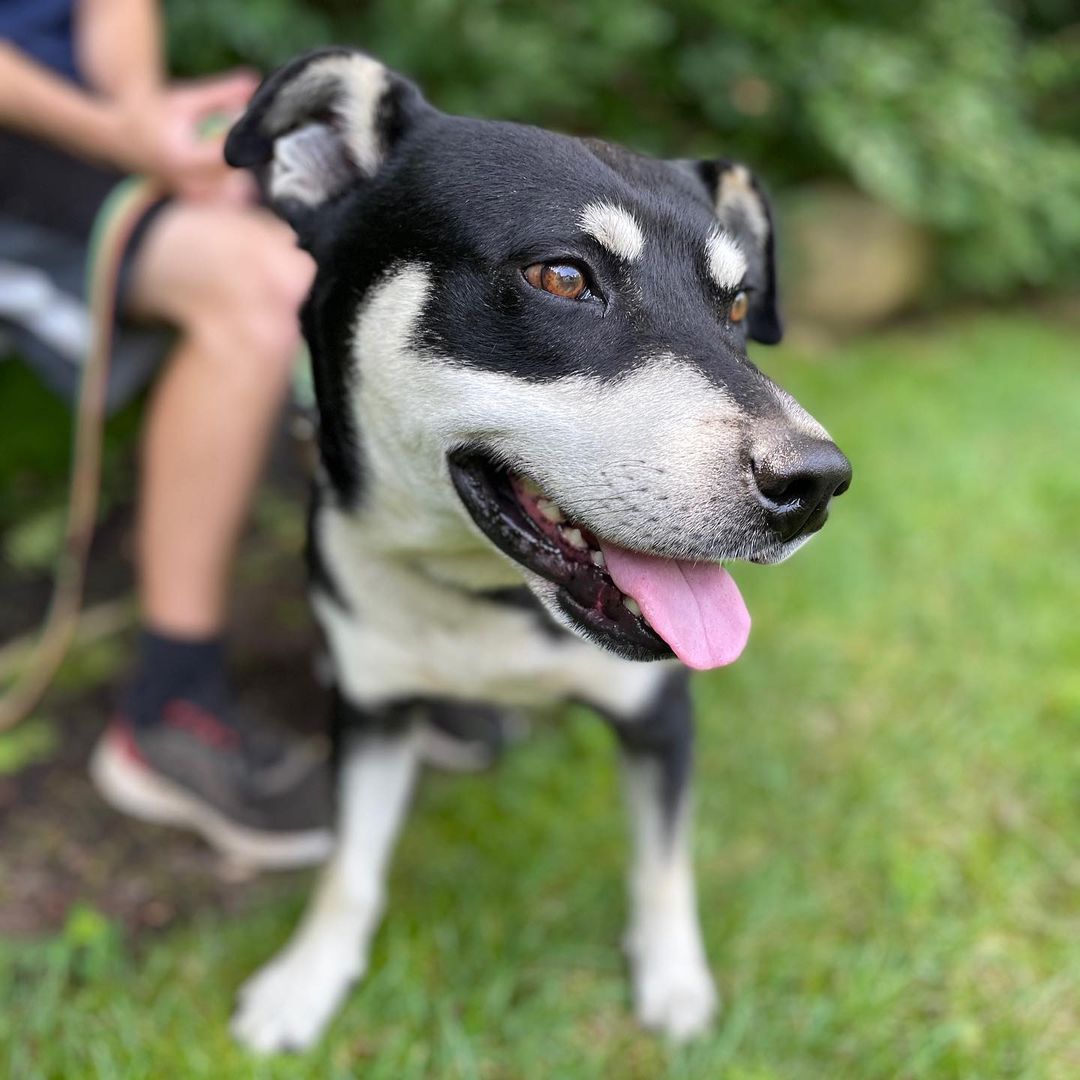 Will you be Joey’s Friend? This happy Husky-mix is such a lovable goofball who loves nothing more than palling around with his people! He walks nicely on a leash, loves treats and belly rubs and will always be there for you! 

Joey is the face of our <a target='_blank' href='https://www.instagram.com/explore/tags/givingtuesday/'>#givingtuesday</a> campaign - please share to help find this sweet boy a home for Thanksgiving 

<a target='_blank' href='https://www.instagram.com/explore/tags/mansbestfriend/'>#mansbestfriend</a> <a target='_blank' href='https://www.instagram.com/explore/tags/friends/'>#friends</a> <a target='_blank' href='https://www.instagram.com/explore/tags/joeytribbiani/'>#joeytribbiani</a> <a target='_blank' href='https://www.instagram.com/explore/tags/paljoey/'>#paljoey</a> 
<a target='_blank' href='https://www.instagram.com/explore/tags/rescuedogsofinstagram/'>#rescuedogsofinstagram</a> <a target='_blank' href='https://www.instagram.com/explore/tags/mattleblanc/'>#mattleblanc</a> @mleblanc <a target='_blank' href='https://www.instagram.com/explore/tags/animalrescueri/'>#animalrescueri</a> <a target='_blank' href='https://www.instagram.com/explore/tags/illbethereforyou/'>#illbethereforyou</a> <a target='_blank' href='https://www.instagram.com/explore/tags/howyoudoin/'>#howyoudoin</a> <a target='_blank' href='https://www.instagram.com/explore/tags/lovedog/'>#lovedog</a> <a target='_blank' href='https://www.instagram.com/explore/tags/puppylove/'>#puppylove</a> <a target='_blank' href='https://www.instagram.com/explore/tags/huskymix/'>#huskymix</a> <a target='_blank' href='https://www.instagram.com/explore/tags/huskiesofinstagram/'>#huskiesofinstagram</a> <a target='_blank' href='https://www.instagram.com/explore/tags/thanksgiving/'>#thanksgiving</a> <a target='_blank' href='https://www.instagram.com/explore/tags/thankfulfordogs/'>#thankfulfordogs</a>