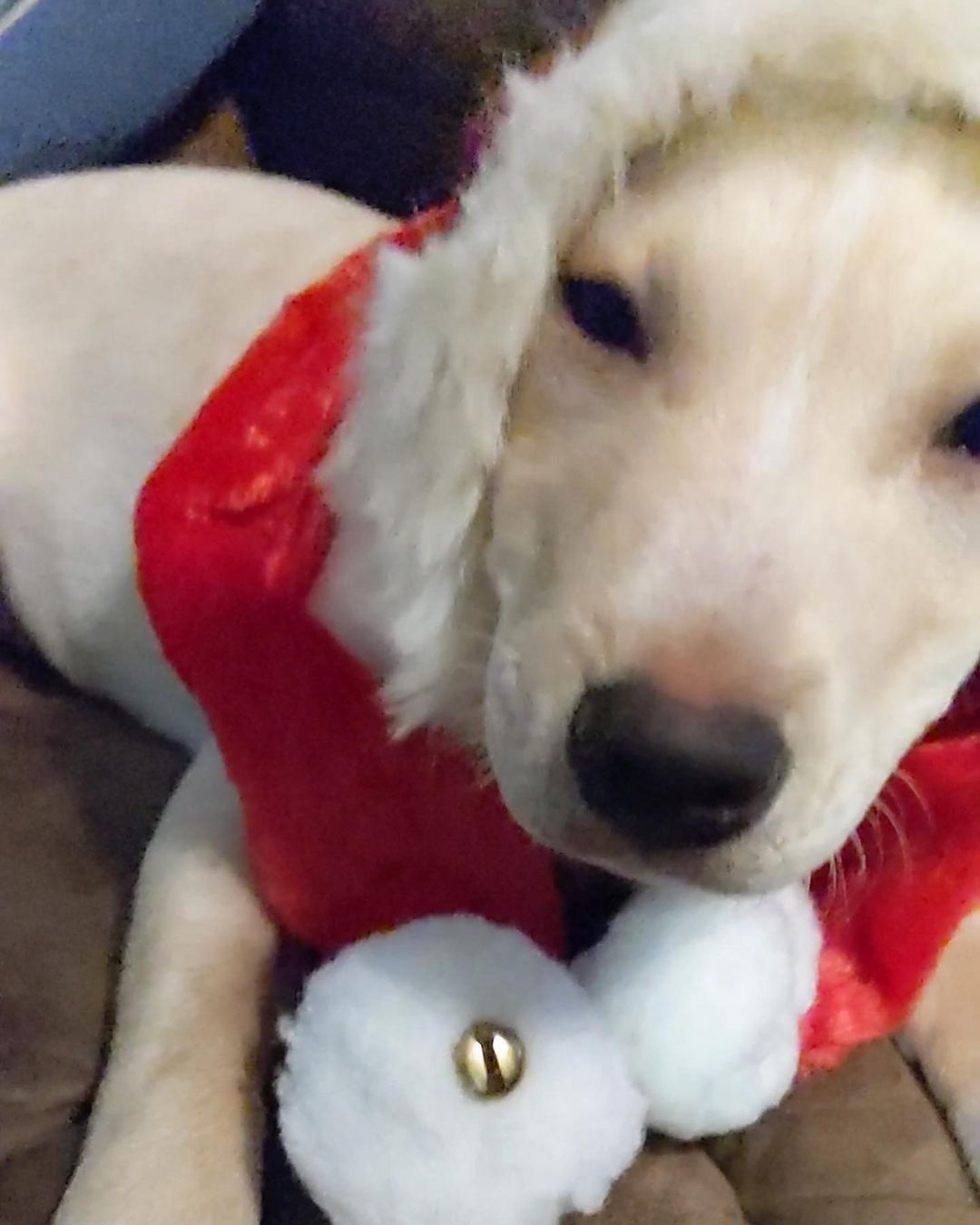 Butters is having a great time getting ready to deliver presents for Christmas 🤣🥰

💕
Get your applications in!
https://www.causendogrescue.org/adoption-application.html 
🐾
💕
🐾
We only do meet and greets for approved applications.

Adoption fee is $250.

All dogs will be Up-to-date on Shots, worming, Spayed/Neutered and Microchipped.  We will also do random, periodic vet checks to ensure all dogs adopted from us continue to have the best care.  We will check for any follow up visits needed and that they are on a monthly Heartworm Prevention.

If you rent or own a home, we prefer you to have a fenced in yard. 

Apartment living is also ok but prefer a fenced in area if close to the road.
All adults in the home will need to know they are getting a dog and will need to sign the adoption agreement.
We do not adopt to college students with multiple roommates. 
Military will need to provide a backup plan.
We require all pets in the home to be spay and/or neutered. Because too many dogs are being killed, due to there not being enough homes per dog in need. Only the lucky ones end up here.