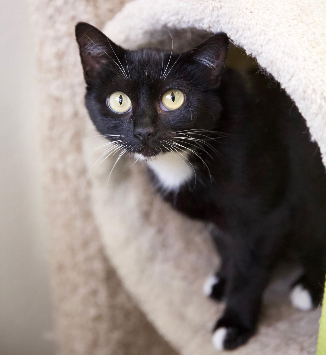 Meet Risa! ✨

Risa is sweet and petite, only 5.5 lbs and fully grown. She can be reserved at times, but when she feels comfortable she enjoys petting and playtime. She loves to be up in a cat tree looking out the window, so a home with lots of windows and nearby trees is a huge plus 🌳

Interested in Risa? Email adopt.cat@animalaidpdx.org for more information! 🐾
.
.
.
.
.
<a target='_blank' href='https://www.instagram.com/explore/tags/selfiesunday/'>#selfiesunday</a> <a target='_blank' href='https://www.instagram.com/explore/tags/sunday/'>#sunday</a>  <a target='_blank' href='https://www.instagram.com/explore/tags/instacat/'>#instacat</a> <a target='_blank' href='https://www.instagram.com/explore/tags/catsofinstagram/'>#catsofinstagram</a> <a target='_blank' href='https://www.instagram.com/explore/tags/catoftheday/'>#catoftheday</a> <a target='_blank' href='https://www.instagram.com/explore/tags/igcat/'>#igcat</a> <a target='_blank' href='https://www.instagram.com/explore/tags/rescuecat/'>#rescuecat</a> <a target='_blank' href='https://www.instagram.com/explore/tags/rescuecatsofinstagram/'>#rescuecatsofinstagram</a> <a target='_blank' href='https://www.instagram.com/explore/tags/cat/'>#cat</a> <a target='_blank' href='https://www.instagram.com/explore/tags/cats/'>#cats</a> <a target='_blank' href='https://www.instagram.com/explore/tags/rescuepets/'>#rescuepets</a> <a target='_blank' href='https://www.instagram.com/explore/tags/instapet/'>#instapet</a> <a target='_blank' href='https://www.instagram.com/explore/tags/igpets/'>#igpets</a> <a target='_blank' href='https://www.instagram.com/explore/tags/petsofinstagram/'>#petsofinstagram</a> <a target='_blank' href='https://www.instagram.com/explore/tags/kitty/'>#kitty</a> <a target='_blank' href='https://www.instagram.com/explore/tags/kittylove/'>#kittylove</a> <a target='_blank' href='https://www.instagram.com/explore/tags/animalrescue/'>#animalrescue</a> <a target='_blank' href='https://www.instagram.com/explore/tags/adoptdontshop/'>#adoptdontshop</a> <a target='_blank' href='https://www.instagram.com/explore/tags/goodkitty/'>#goodkitty</a> <a target='_blank' href='https://www.instagram.com/explore/tags/pnwcats/'>#pnwcats</a> <a target='_blank' href='https://www.instagram.com/explore/tags/pnwpets/'>#pnwpets</a> <a target='_blank' href='https://www.instagram.com/explore/tags/pdxcat/'>#pdxcat</a> <a target='_blank' href='https://www.instagram.com/explore/tags/pdxpets/'>#pdxpets</a> <a target='_blank' href='https://www.instagram.com/explore/tags/pdxadopt/'>#pdxadopt</a> <a target='_blank' href='https://www.instagram.com/explore/tags/pdx/'>#pdx</a> <a target='_blank' href='https://www.instagram.com/explore/tags/portlandia/'>#portlandia</a> <a target='_blank' href='https://www.instagram.com/explore/tags/igaddict/'>#igaddict</a> <a target='_blank' href='https://www.instagram.com/explore/tags/instadaily/'>#instadaily</a> <a target='_blank' href='https://www.instagram.com/explore/tags/catsofig/'>#catsofig</a>