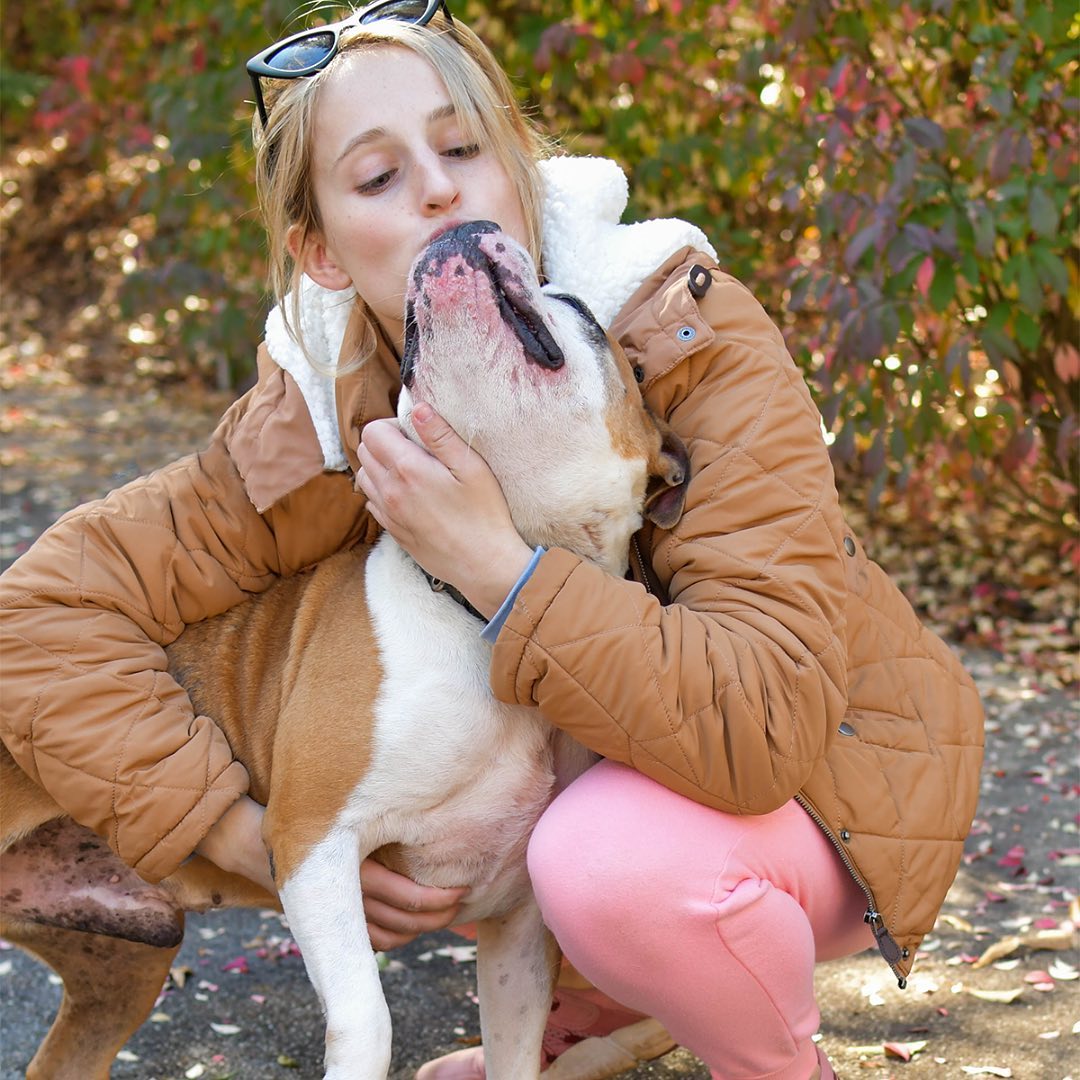 If you're looking to add a smile to your holidays, Alfonzo P has got ya covered! 🐶

Alfonzo is one of the lucky homeless dogs that were transported by a rescue group in Puerto Rico to Furkids in February, and he’s been waiting to find his permanent home ever since! He is a jolly bulldog-mix who enjoys being out in the play yard at Furkids, going on walks, and taking naps—so if you’re looking for a best friend to cozy up next to as the days get shorter and colder, he’s your guy! Alfonzo P would do best as an only dog in an adult-only home/ home with older kids. Adopt him today and save this smiley pup’s life!🐾 (Link in bio for adoption info)