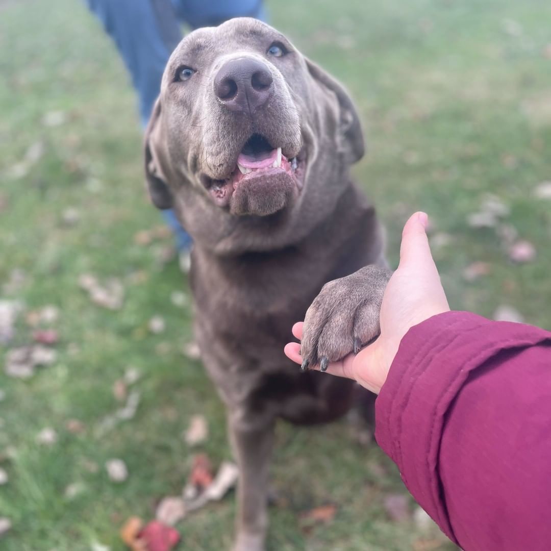 Update: Adopted!! 
Meet Jersey! Jersey is a 1-year-old female Silver Labrador. She is sweet as pie (no pun intended for the holiday!) 🥧  Jersey loves anyone and everyone she meets- so much so that she loves to give hugs! Don't worry, we've been working with her on her manners when it comes to hugs! Jersey knows how to 