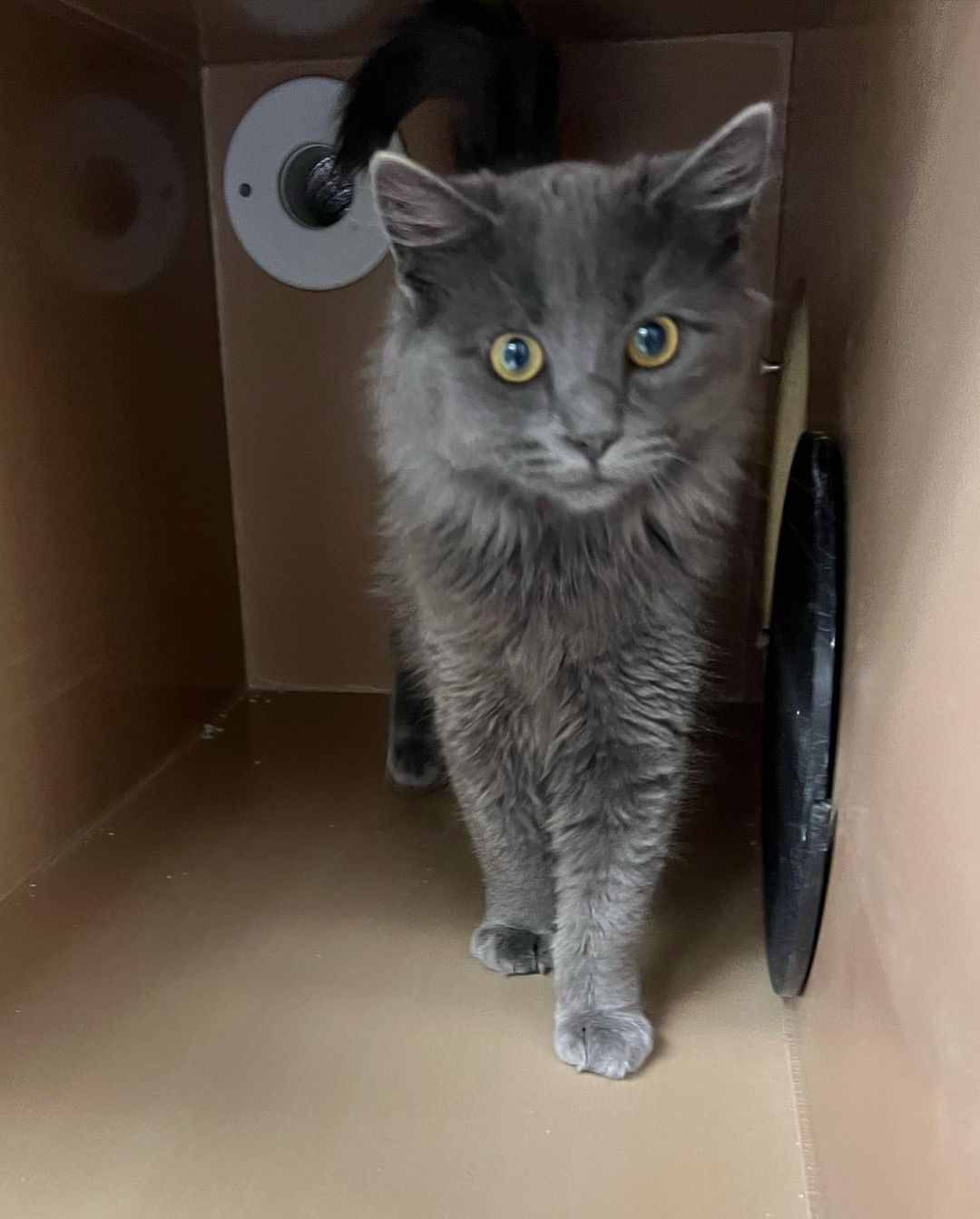 Joey, Donna, Phoenix, and Penguin are adorable kittens. These cuties are all available for adoption. Email catadopt@pawsbink.org or go to Petango.com to set up a meet and greet appointment.
.
.
.
.
<a target='_blank' href='https://www.instagram.com/explore/tags/kittens/'>#kittens</a> <a target='_blank' href='https://www.instagram.com/explore/tags/adoptakittenortwo/'>#adoptakittenortwo</a> <a target='_blank' href='https://www.instagram.com/explore/tags/kittensofinstagram/'>#kittensofinstagram</a> <a target='_blank' href='https://www.instagram.com/explore/tags/adorablekittens/'>#adorablekittens</a> <a target='_blank' href='https://www.instagram.com/explore/tags/tuxedokittens/'>#tuxedokittens</a> <a target='_blank' href='https://www.instagram.com/explore/tags/longhairkitten/'>#longhairkitten</a> <a target='_blank' href='https://www.instagram.com/explore/tags/pawsbink/'>#pawsbink</a> <a target='_blank' href='https://www.instagram.com/explore/tags/kingstonwashington/'>#kingstonwashington</a> <a target='_blank' href='https://www.instagram.com/explore/tags/bainbridgeisland/'>#bainbridgeisland</a> <a target='_blank' href='https://www.instagram.com/explore/tags/poulsbowashington/'>#poulsbowashington</a> <a target='_blank' href='https://www.instagram.com/explore/tags/northkitsap/'>#northkitsap</a>