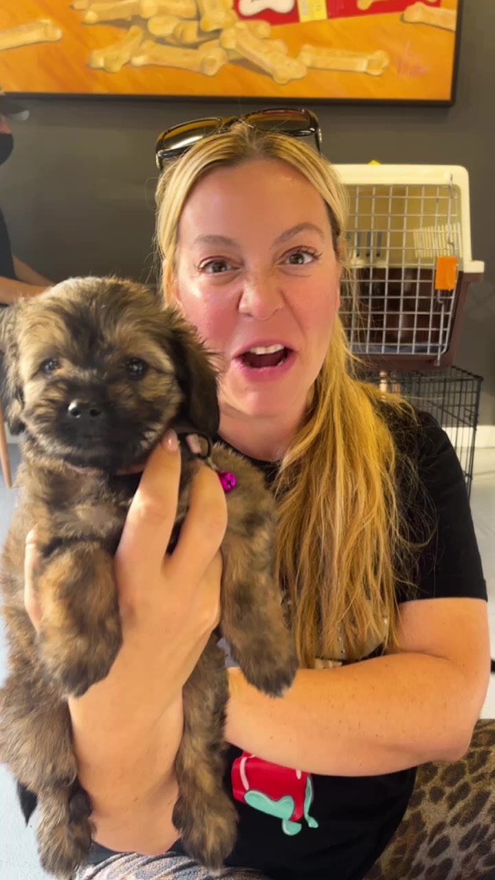 Oh my goodness. New puppies arrived!! As always watch patreon for all the info! 

Please consider donating so we can continue rescuing. venmo dogsinneed