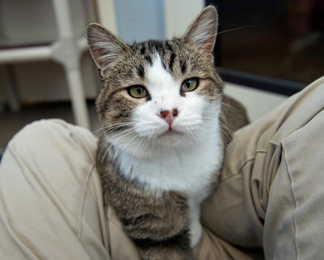 Trying to get a picture of Mackey and he just wants to get into your lap! <a target='_blank' href='https://www.instagram.com/explore/tags/lapcat/'>#lapcat</a> <a target='_blank' href='https://www.instagram.com/explore/tags/boonehumanesociety/'>#boonehumanesociety</a> <a target='_blank' href='https://www.instagram.com/explore/tags/adoptdontshop/'>#adoptdontshop</a> <a target='_blank' href='https://www.instagram.com/explore/tags/tabbycats/'>#tabbycats</a>