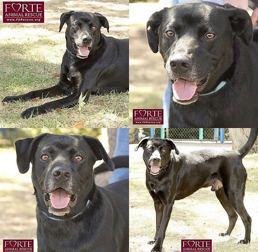 Adopt Jack Black!!! 🏠🐕✨ 
・・・
This beautiful Labrador retriever mix just has the most adorable smile, and he is very smart and eager to learn. 💡 He is also great with other dogs and would love a home with buddies! 🐶 Are you looking for a new family member? Check out his profile at the url below and send in a questionnaire ❤️
・・・
http://adoptapet.com/pet/12735058
・・・
<a target='_blank' href='https://www.instagram.com/explore/tags/rescuedogsofinstagram/'>#rescuedogsofinstagram</a> <a target='_blank' href='https://www.instagram.com/explore/tags/forteanimalrescue/'>#forteanimalrescue</a> <a target='_blank' href='https://www.instagram.com/explore/tags/adoptdontshop/'>#adoptdontshop</a> <a target='_blank' href='https://www.instagram.com/explore/tags/rescuedog/'>#rescuedog</a> <a target='_blank' href='https://www.instagram.com/explore/tags/igdogs/'>#igdogs</a> #🐶