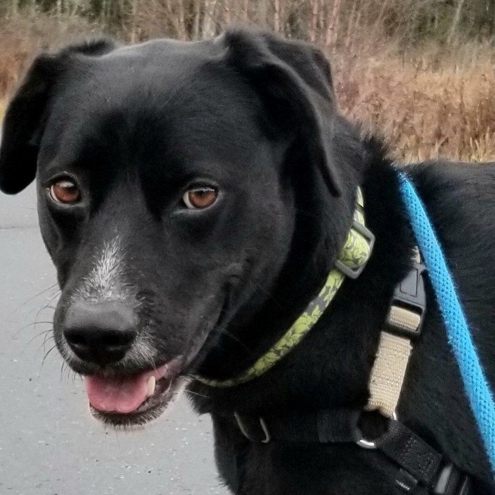 Meet Abby! Abby is a beautiful three-year-old retriever who is just as sweet as pumpkin pie! She has lived with cats before and done well, and may be able to live with another dog given a successful meet and greet, though she may be happiest as the only canine family member. She would do best in a calm, quiet home without too much traffic, so we are recommending her to homes with older kids who understand that sometimes a lady just wants a little space! She can be a bit anxious around new people, and will benefit greatly from positive reinforcement to help her build her confidence. Once she becomes comfortable in her new home, her playful side is sure to come out! If you are interested in adding Abby to your family for the holidays, fill out an adoption application on our website today!

<a target='_blank' href='https://www.instagram.com/explore/tags/adoptdontshop/'>#adoptdontshop</a> <a target='_blank' href='https://www.instagram.com/explore/tags/dogs/'>#dogs</a> <a target='_blank' href='https://www.instagram.com/explore/tags/dogsofinstagram/'>#dogsofinstagram</a> <a target='_blank' href='https://www.instagram.com/explore/tags/rescuedog/'>#rescuedog</a> <a target='_blank' href='https://www.instagram.com/explore/tags/rescuedogsofinstagram/'>#rescuedogsofinstagram</a> <a target='_blank' href='https://www.instagram.com/explore/tags/retriever/'>#retriever</a> <a target='_blank' href='https://www.instagram.com/explore/tags/adoptadog/'>#adoptadog</a> <a target='_blank' href='https://www.instagram.com/explore/tags/adoptionsaveslives/'>#adoptionsaveslives</a>