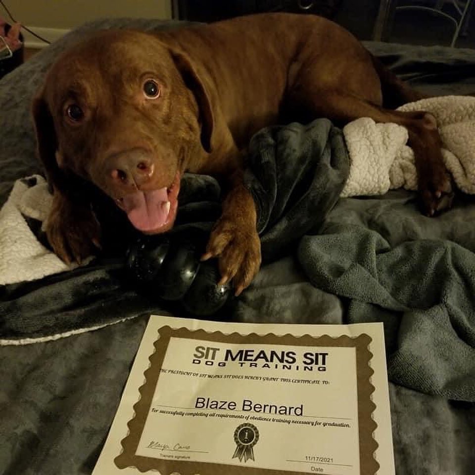 Congratulations to SHR Alumni Blaze (fka Teddy) on his graduation!!!! We love seeing SHR family live their happy tails!!!!

<a target='_blank' href='https://www.instagram.com/explore/tags/scoutshonorrescue/'>#scoutshonorrescue</a> <a target='_blank' href='https://www.instagram.com/explore/tags/happytail/'>#happytail</a> <a target='_blank' href='https://www.instagram.com/explore/tags/foreverhome/'>#foreverhome</a> <a target='_blank' href='https://www.instagram.com/explore/tags/graduate/'>#graduate</a> <a target='_blank' href='https://www.instagram.com/explore/tags/htx/'>#htx</a>