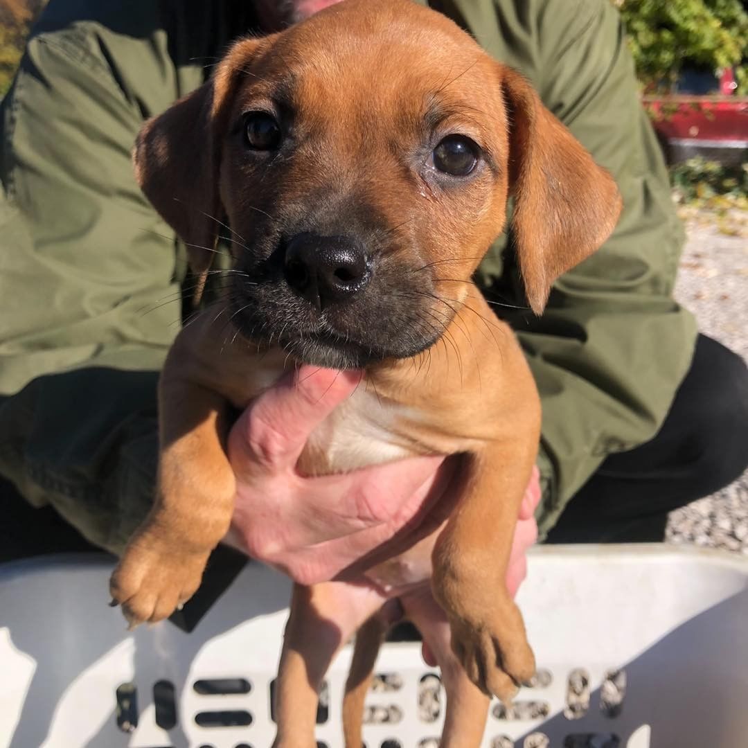 Puppy fosters needed! Can anyone temp foster any of these cuties for a few weeks?! Please message us or apply below if you can help us save these babies!

First one is a lab mix, at 4 months old. 

The rest are a litter of hound/pit mixes and are 8 weeks old. 

https://www.adoptpetrescue.org/foster-application/ 

<a target='_blank' href='https://www.instagram.com/explore/tags/foster/'>#foster</a> <a target='_blank' href='https://www.instagram.com/explore/tags/puppyfoster/'>#puppyfoster</a> <a target='_blank' href='https://www.instagram.com/explore/tags/puppiesofinstagram/'>#puppiesofinstagram</a> <a target='_blank' href='https://www.instagram.com/explore/tags/puppies/'>#puppies</a> <a target='_blank' href='https://www.instagram.com/explore/tags/adoptdontshop/'>#adoptdontshop</a> <a target='_blank' href='https://www.instagram.com/explore/tags/adoptpetrescue/'>#adoptpetrescue</a> <a target='_blank' href='https://www.instagram.com/explore/tags/rescuedogsofinstagram/'>#rescuedogsofinstagram</a>