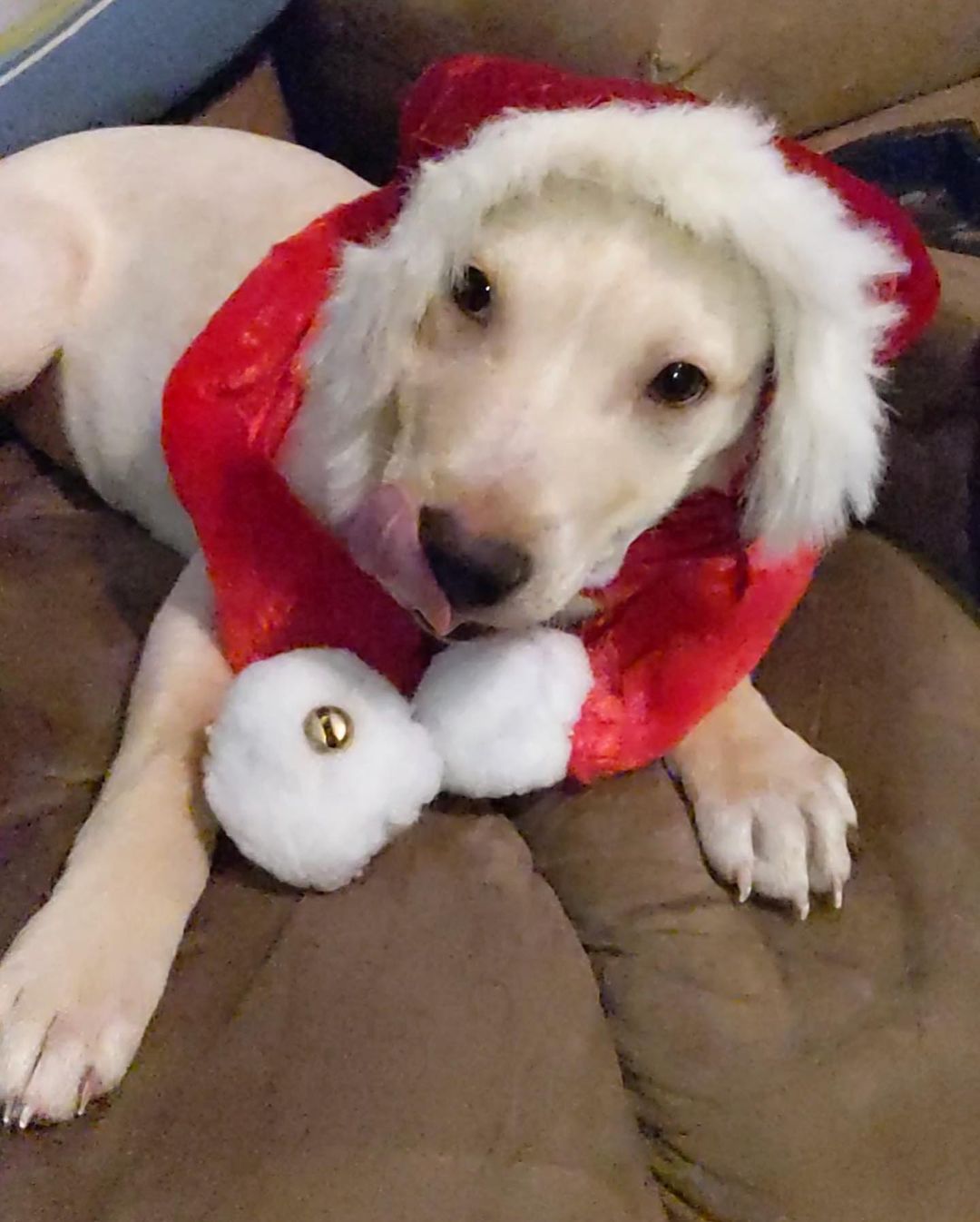 Butters is having a great time getting ready to deliver presents for Christmas 🤣🥰

💕
Get your applications in!
https://www.causendogrescue.org/adoption-application.html 
🐾
💕
🐾
We only do meet and greets for approved applications.

Adoption fee is $250.

All dogs will be Up-to-date on Shots, worming, Spayed/Neutered and Microchipped.  We will also do random, periodic vet checks to ensure all dogs adopted from us continue to have the best care.  We will check for any follow up visits needed and that they are on a monthly Heartworm Prevention.

If you rent or own a home, we prefer you to have a fenced in yard. 

Apartment living is also ok but prefer a fenced in area if close to the road.
All adults in the home will need to know they are getting a dog and will need to sign the adoption agreement.
We do not adopt to college students with multiple roommates. 
Military will need to provide a backup plan.
We require all pets in the home to be spay and/or neutered. Because too many dogs are being killed, due to there not being enough homes per dog in need. Only the lucky ones end up here.