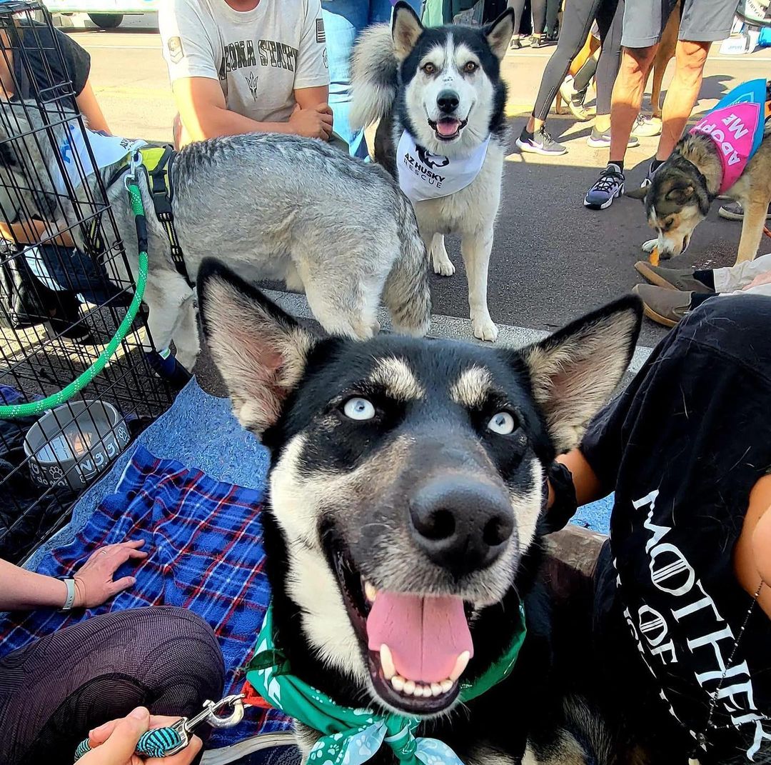 We had such a great time on the first day of @thedayofthedog Scottsdale yesterday! We are here again today and would love to see you!! Come meet Liara (formerly Caroline), Steele (saved from the e-list this week!!!), Moe, Nala, Monty and Nixmo!