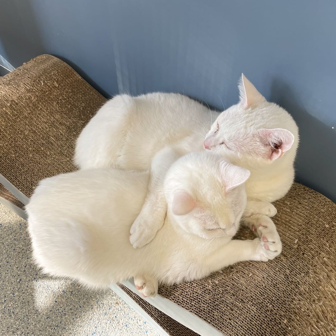 While Steven and Catalina wait for homes of their very own, they love to spend their days cuddled up close in a sunny spot on their catio. Our hearts just melt for these very special kitties!

If yours does, too, then come meet Steven and Catalina this week at the LifeLine Community Animal Center. ❤

<a target='_blank' href='https://www.instagram.com/explore/tags/instacat/'>#instacat</a> <a target='_blank' href='https://www.instagram.com/explore/tags/cuddlepuddle/'>#cuddlepuddle</a> <a target='_blank' href='https://www.instagram.com/explore/tags/sheltercatsofinstagram/'>#sheltercatsofinstagram</a> <a target='_blank' href='https://www.instagram.com/explore/tags/adoptdontshop/'>#adoptdontshop</a> <a target='_blank' href='https://www.instagram.com/explore/tags/OurCityOurAnimals/'>#OurCityOurAnimals</a>