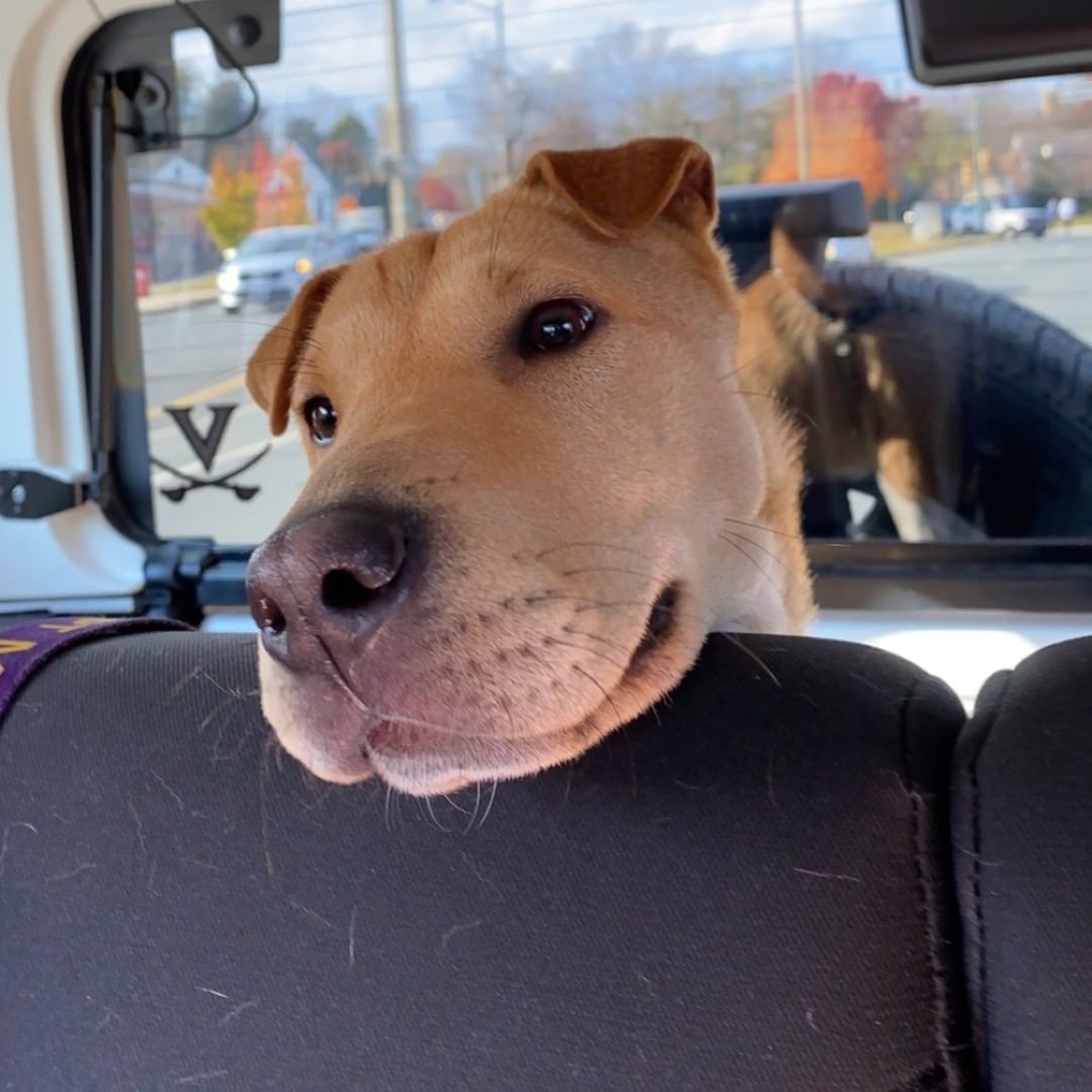 FLOSSIE-- 10mo Shar-pei mix
Don't you want to boop this nose?!
*Loves people + Housebroken + cuddly*

Let's get Flossie adopted! https://caspca.org/adopt/adopt-a-dog/