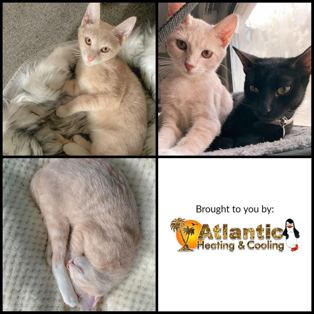 Today’s <a target='_blank' href='https://www.instagram.com/explore/tags/AdoptionSuccessStory/'>#AdoptionSuccessStory</a> is brought to you by @atlanticheatingandcooling. 

Brittany adopted Vinny, formerly Huxley, over the summer, and he immediately fit in with the family! He and his big brother are best friends now, and everyone loves Vinny. He’s affectionate, sweet and a cuddle bug. Brittany days adopting him was one of the best decisions for her family. 

To help more animals like Vinny find loving homes, please donate towards our <a target='_blank' href='https://www.instagram.com/explore/tags/GivingTuesday/'>#GivingTuesday</a> fund at https://www.flipcause.com/secure/cause_pdetails/MTM1NjU0. Donations will be matched up to $25,000. 

If you have an adoption story of your own you’d like featured, please submit it here: https://humanesocietynmb.org/adoption-success-stories/