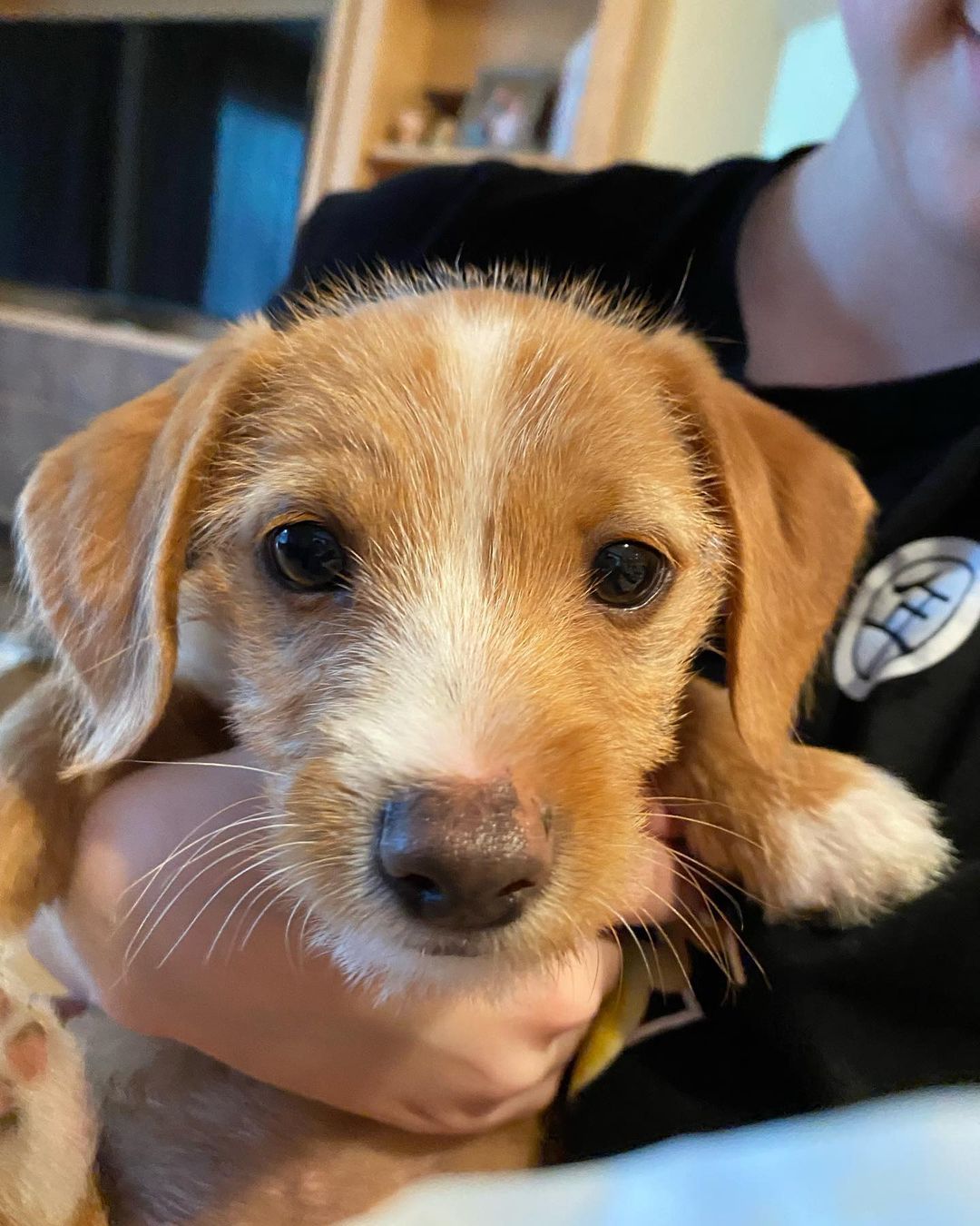 **Applications are now closed**
Meet Jaxx..... This sweet <a target='_blank' href='https://www.instagram.com/explore/tags/jackrussellterrier/'>#jackrussellterrier</a> boy is ready for his forever home. Jaxx loves every dog and person he meets. He is ready to join a good game of fetch, chase or tug with a future canine sibling. This guy is all puppy though so adopters should be ready for the good, the bad and the ugly that a young pup will bring. This does mean you will lose a few shoes, computer cords or toys to a teething puppy if you leave them out. of course Jaxx is a master at giving you those cute puppy dog eyes as he showers you with kisses in an attempt to say he is sorry for using your table leg as a teething toy. Potty training and patience will be needed but he is already proving to be a smart little guy and is making great strides in that area. Jaxx will make a great hiking  buddy for those that are wanting a energetic yet portable pooch to join them on all the fun adventures our great state has to offer. He could go to a home with kids and do great but they should know puppy teeth are sharp and little kid arms make the best teething toys in the eyes of a puppy. Welcome to the <a target='_blank' href='https://www.instagram.com/explore/tags/jakeswishfamily/'>#jakeswishfamily</a> Jaxx. Send us an application if you would like to be considered. <a target='_blank' href='https://www.instagram.com/explore/tags/jakeswishrescue/'>#jakeswishrescue</a> <a target='_blank' href='https://www.instagram.com/explore/tags/adoptdontshop/'>#adoptdontshop</a> <a target='_blank' href='https://www.instagram.com/explore/tags/fosteringsaveslives/'>#fosteringsaveslives</a> <a target='_blank' href='https://www.instagram.com/explore/tags/jakeswishfamily/'>#jakeswishfamily</a>