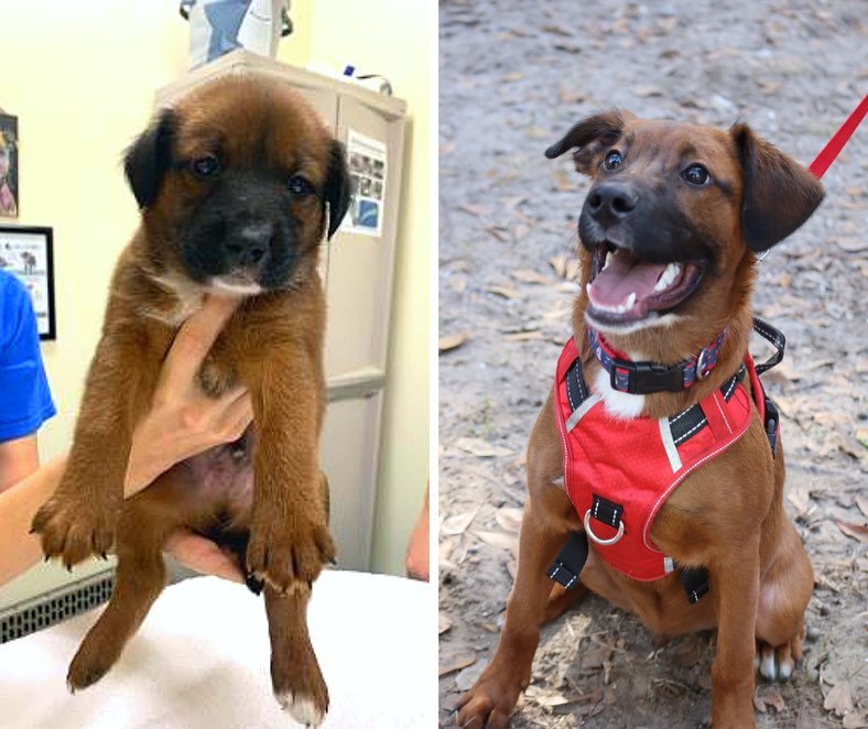 One of the best parts of our puppy classes is getting to see how much our pups have grown since being adopted! 💪

Our current class of pups includes Boone (fka Colby Jack), Josie (fka Adriana), Tully Mars (fka Alex), Coraline (fka Coraline 🥰), and Oliver (fka Crackle) 🐾🐾🐾

Be sure to show some love to our big boys and girls and in the comments 💙

If you’re a puppy owner and are interested in learning some tips on how to properly prepare your furball to grow up to be a well-adjusted and properly socialized pooch, then email our Animal Behavior Manager Alexis at akaul@pethelpers.org to reserve your spot in our January 2022 Puppy Socialization Class 🐶

.
.
.
.
.
<a target='_blank' href='https://www.instagram.com/explore/tags/pupdate/'>#pupdate</a> <a target='_blank' href='https://www.instagram.com/explore/tags/grown/'>#grown</a> <a target='_blank' href='https://www.instagram.com/explore/tags/grownup/'>#grownup</a> <a target='_blank' href='https://www.instagram.com/explore/tags/glowup/'>#glowup</a> <a target='_blank' href='https://www.instagram.com/explore/tags/puppyproblems/'>#puppyproblems</a> <a target='_blank' href='https://www.instagram.com/explore/tags/puppies/'>#puppies</a> <a target='_blank' href='https://www.instagram.com/explore/tags/pups/'>#pups</a> <a target='_blank' href='https://www.instagram.com/explore/tags/beforeandafter/'>#beforeandafter</a> <a target='_blank' href='https://www.instagram.com/explore/tags/puppiesofinstagram/'>#puppiesofinstagram</a> <a target='_blank' href='https://www.instagram.com/explore/tags/puppylove/'>#puppylove</a> <a target='_blank' href='https://www.instagram.com/explore/tags/rescuepup/'>#rescuepup</a> <a target='_blank' href='https://www.instagram.com/explore/tags/shelterdogsofinstagram/'>#shelterdogsofinstagram</a> <a target='_blank' href='https://www.instagram.com/explore/tags/shelterpup/'>#shelterpup</a> <a target='_blank' href='https://www.instagram.com/explore/tags/rescuedogsofinstagram/'>#rescuedogsofinstagram</a> <a target='_blank' href='https://www.instagram.com/explore/tags/rescuedog/'>#rescuedog</a> <a target='_blank' href='https://www.instagram.com/explore/tags/rescue/'>#rescue</a> <a target='_blank' href='https://www.instagram.com/explore/tags/adopt/'>#adopt</a> <a target='_blank' href='https://www.instagram.com/explore/tags/adoptdontshop/'>#adoptdontshop</a> <a target='_blank' href='https://www.instagram.com/explore/tags/charleston/'>#charleston</a> <a target='_blank' href='https://www.instagram.com/explore/tags/petcare/'>#petcare</a> <a target='_blank' href='https://www.instagram.com/explore/tags/pethelperssc/'>#pethelperssc</a> <a target='_blank' href='https://www.instagram.com/explore/tags/puppytraining/'>#puppytraining</a> <a target='_blank' href='https://www.instagram.com/explore/tags/rescuedismyfavoritebreed/'>#rescuedismyfavoritebreed</a>