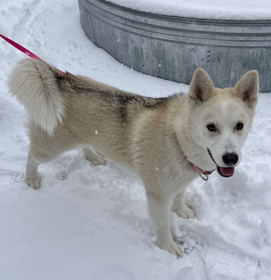 Meet Pet of the Week Lala!

Lala is a beautiful grey husky girl! She is a petite package of enthusiastic 9-month-old puppy energy who loves people and pups alike. She has the most amazing thick coat hinting there’s something more to this husky look. But, like any good husky, Lala likes to talk, even sing, and always when she’s happy. 

Give us a call, 208.788.4351, and make an appointment to meet this lovely lady!