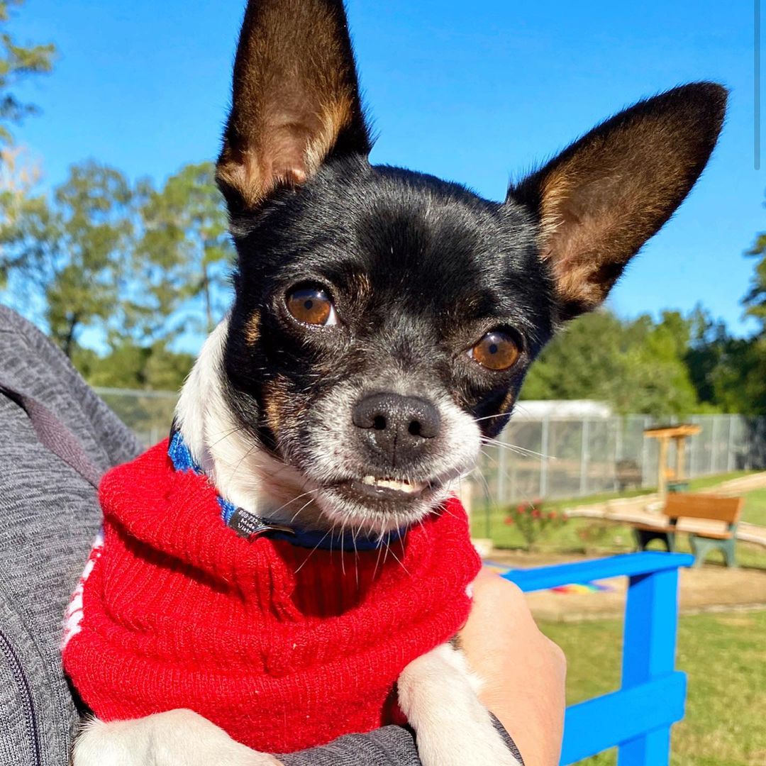 Oh my UNDERBITE! Rocco is a volunteer favorite. I mean, really? Who can resist an underbite? He was found at a busy intersection and luckily was rescued! He is around 4 yrs old and sweet as pie! He loves cuddles, toys and attention. Meet Rocco today!  We will be closed for Thanksgiving tomorrow and Thursday, back on Friday from 10-2. <a target='_blank' href='https://www.instagram.com/explore/tags/abandonedanimalrescue/'>#abandonedanimalrescue</a> <a target='_blank' href='https://www.instagram.com/explore/tags/givingpawsahelpinghand/'>#givingpawsahelpinghand</a> <a target='_blank' href='https://www.instagram.com/explore/tags/dogsofaar/'>#dogsofaar</a> <a target='_blank' href='https://www.instagram.com/explore/tags/pupper/'>#pupper</a> <a target='_blank' href='https://www.instagram.com/explore/tags/doggo/'>#doggo</a> <a target='_blank' href='https://www.instagram.com/explore/tags/rescue/'>#rescue</a> <a target='_blank' href='https://www.instagram.com/explore/tags/rescuedogs/'>#rescuedogs</a> <a target='_blank' href='https://www.instagram.com/explore/tags/shelterdog/'>#shelterdog</a> <a target='_blank' href='https://www.instagram.com/explore/tags/happydog/'>#happydog</a> <a target='_blank' href='https://www.instagram.com/explore/tags/gooddoggo/'>#gooddoggo</a> <a target='_blank' href='https://www.instagram.com/explore/tags/lovedogs/'>#lovedogs</a> <a target='_blank' href='https://www.instagram.com/explore/tags/puppies/'>#puppies</a> <a target='_blank' href='https://www.instagram.com/explore/tags/adopt/'>#adopt</a> <a target='_blank' href='https://www.instagram.com/explore/tags/adoptdontshop/'>#adoptdontshop</a> <a target='_blank' href='https://www.instagram.com/explore/tags/adoptable/'>#adoptable</a> <a target='_blank' href='https://www.instagram.com/explore/tags/conroetx/'>#conroetx</a> <a target='_blank' href='https://www.instagram.com/explore/tags/springtx/'>#springtx</a> <a target='_blank' href='https://www.instagram.com/explore/tags/katytx/'>#katytx</a> <a target='_blank' href='https://www.instagram.com/explore/tags/cypresstx/'>#cypresstx</a> <a target='_blank' href='https://www.instagram.com/explore/tags/houston/'>#houston</a> <a target='_blank' href='https://www.instagram.com/explore/tags/magnoliachamberofcommerce/'>#magnoliachamberofcommerce</a> <a target='_blank' href='https://www.instagram.com/explore/tags/magnoliatx/'>#magnoliatx</a> <a target='_blank' href='https://www.instagram.com/explore/tags/thewoodlands/'>#thewoodlands</a> <a target='_blank' href='https://www.instagram.com/explore/tags/chihuahua/'>#chihuahua</a> <a target='_blank' href='https://www.instagram.com/explore/tags/chihuahualife/'>#chihuahualife</a> <a target='_blank' href='https://www.instagram.com/explore/tags/chihuahualove/'>#chihuahualove</a> <a target='_blank' href='https://www.instagram.com/explore/tags/underbite/'>#underbite</a>