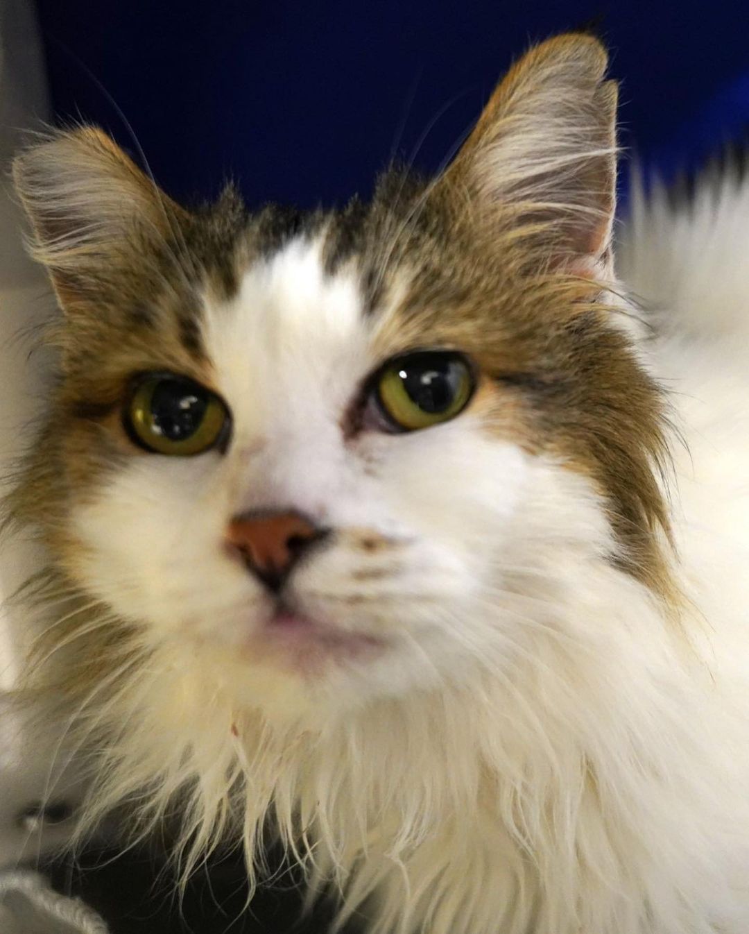 From 11/14-11/20/2021, Greenhill Humane Society helped 23 animals find new, loving homes (18 cats, 2 guinea pigs, 1 dog, 1 hamster, & 1 rabbit). 🐱🐹🐶🐭🐰 Biggest congratulations to Cornelius, a guinea pig whose been patiently waiting for 3 months at the shelter, on finding his perfect family! 💕💚 We also helped reunite 18 lost animals with their families (17 dogs, & 1 cat)! 

Thank you to the adopters, volunteers, fosters and staff who care for these animals! And many thanks to our wonderful animal loving community for supporting the animals! To see who is still in our care and photos of found animals, please visit www.green-hill.org. 
<a target='_blank' href='https://www.instagram.com/explore/tags/greenhillhumanesociety/'>#greenhillhumanesociety</a> <a target='_blank' href='https://www.instagram.com/explore/tags/eugeneoregon/'>#eugeneoregon</a> <a target='_blank' href='https://www.instagram.com/explore/tags/thisislove/'>#thisislove</a> <a target='_blank' href='https://www.instagram.com/explore/tags/pnwpets/'>#pnwpets</a> <a target='_blank' href='https://www.instagram.com/explore/tags/adoptaseniorpetmonth/'>#adoptaseniorpetmonth</a>