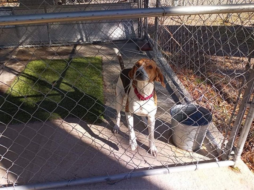 Peggy is planning her grand escape 🤣 

💕
Get your applications in!
https://www.causendogrescue.org/adoption-application.html 
🐾
💕
🐾
We only do meet and greets for approved applications.

Adoption fee is $250.

All dogs will be Up-to-date on Shots, worming, Spayed/Neutered and Microchipped.  We will also do random, periodic vet checks to ensure all dogs adopted from us continue to have the best care.  We will check for any follow up visits needed and that they are on a monthly Heartworm Prevention.

If you rent or own a home, we prefer you to have a fenced in yard. 

Apartment living is also ok but prefer a fenced in area if close to the road.
All adults in the home will need to know they are getting a dog and will need to sign the adoption agreement.
We do not adopt to college students with multiple roommates. 
Military will need to provide a backup plan.
We require all pets in the home to be spay and/or neutered. Because too many dogs are being killed, due to there not being enough homes per dog in need. Only the lucky ones end up here.