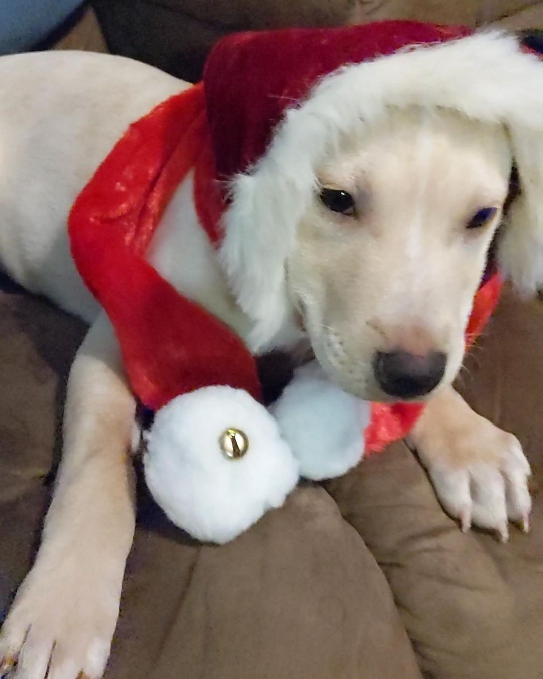 Butters is having a great time getting ready to deliver presents for Christmas 🤣🥰

💕
Get your applications in!
https://www.causendogrescue.org/adoption-application.html 
🐾
💕
🐾
We only do meet and greets for approved applications.

Adoption fee is $250.

All dogs will be Up-to-date on Shots, worming, Spayed/Neutered and Microchipped.  We will also do random, periodic vet checks to ensure all dogs adopted from us continue to have the best care.  We will check for any follow up visits needed and that they are on a monthly Heartworm Prevention.

If you rent or own a home, we prefer you to have a fenced in yard. 

Apartment living is also ok but prefer a fenced in area if close to the road.
All adults in the home will need to know they are getting a dog and will need to sign the adoption agreement.
We do not adopt to college students with multiple roommates. 
Military will need to provide a backup plan.
We require all pets in the home to be spay and/or neutered. Because too many dogs are being killed, due to there not being enough homes per dog in need. Only the lucky ones end up here.