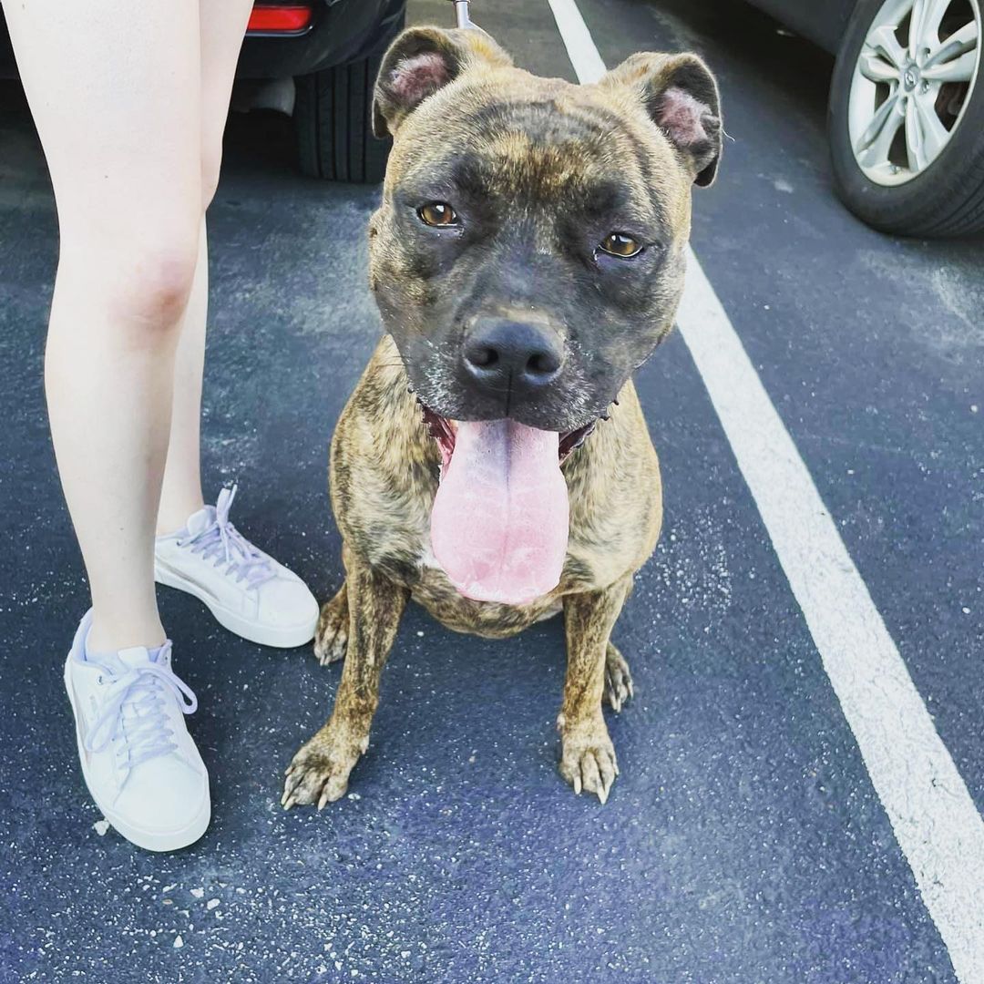 T H O S E  E Y E S 🤎🖤🤎🖤

Have you ever seen such gorgeous amber eyes? Or such a beautiful brindle coat? And can we tell you that this girl is super sweet and well mannered in addition to being this pretty? Why the heck is she still here?!

Martika is a 3 year old boxer mix and we are scratching our heads over here trying to figure out why she hasn’t been adopted. Is it because of her coloring or blocky head? We can assure you there’s only lean-in snuggles and sloppy tongue kisses from this pup, she doesn’t have an aggressive bone in her body despite how meaty she might look.

Martika spent some time in a foster home and was delightful - great on a leash, potty trained, well mannered and expert level couch snuggler. She also proved she’s a worthy patio companion and can hang at any dog-friendly establishment while you socialize with your human friends too! She is great with people and most dogs and only asks for head scratches in return. 

Martika also has her own highlight on our page! Her foster took over our Instagram stories recently, so if you are interested in this sweet girl be sure to scroll through much more information there. And, pleeeease, share this gentle gal with your friends and family so we might match her with her forever home soon. She is so deserving! 🤎🖤🤎🖤🤎

<a target='_blank' href='https://www.instagram.com/explore/tags/adoptme/'>#adoptme</a> <a target='_blank' href='https://www.instagram.com/explore/tags/boxermix/'>#boxermix</a> <a target='_blank' href='https://www.instagram.com/explore/tags/goodgirl/'>#goodgirl</a> <a target='_blank' href='https://www.instagram.com/explore/tags/brindle/'>#brindle</a> <a target='_blank' href='https://www.instagram.com/explore/tags/fosteringsaveslives/'>#fosteringsaveslives</a> <a target='_blank' href='https://www.instagram.com/explore/tags/dogsofstl/'>#dogsofstl</a> <a target='_blank' href='https://www.instagram.com/explore/tags/dogsofstlouis/'>#dogsofstlouis</a> <a target='_blank' href='https://www.instagram.com/explore/tags/rescuedog/'>#rescuedog</a> <a target='_blank' href='https://www.instagram.com/explore/tags/boxerrescue/'>#boxerrescue</a> <a target='_blank' href='https://www.instagram.com/explore/tags/sweetgirl/'>#sweetgirl</a> <a target='_blank' href='https://www.instagram.com/explore/tags/homefortheholidays/'>#homefortheholidays</a> <a target='_blank' href='https://www.instagram.com/explore/tags/foreverfamilyneeded/'>#foreverfamilyneeded</a> <a target='_blank' href='https://www.instagram.com/explore/tags/pickme/'>#pickme</a>