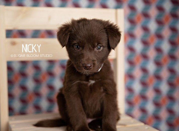 Say hello to our little friends! 

Meet Mama Nyke & her amazingly cute puppies.  They are guessed to be Shepherd mixes & are almost ready for their forever families. 

It doesn't get much cuter than this! 

Please note that homeownership is required!

👇👇SUBMIT AN APPLICATION HERE: 👇👇
https://2babrescue.org/adoption-fees-info
.
.
.
<a target='_blank' href='https://www.instagram.com/explore/tags/2babr/'>#2babr</a> <a target='_blank' href='https://www.instagram.com/explore/tags/2blondesallbreedrescue/'>#2blondesallbreedrescue</a> <a target='_blank' href='https://www.instagram.com/explore/tags/colorado/'>#colorado</a> <a target='_blank' href='https://www.instagram.com/explore/tags/denver/'>#denver</a> <a target='_blank' href='https://www.instagram.com/explore/tags/coloradorescue/'>#coloradorescue</a> <a target='_blank' href='https://www.instagram.com/explore/tags/adoptdontshop/'>#adoptdontshop</a> <a target='_blank' href='https://www.instagram.com/explore/tags/shepherds/'>#shepherds</a> <a target='_blank' href='https://www.instagram.com/explore/tags/puppiesofinstagram/'>#puppiesofinstagram</a> <a target='_blank' href='https://www.instagram.com/explore/tags/instacute/'>#instacute</a>