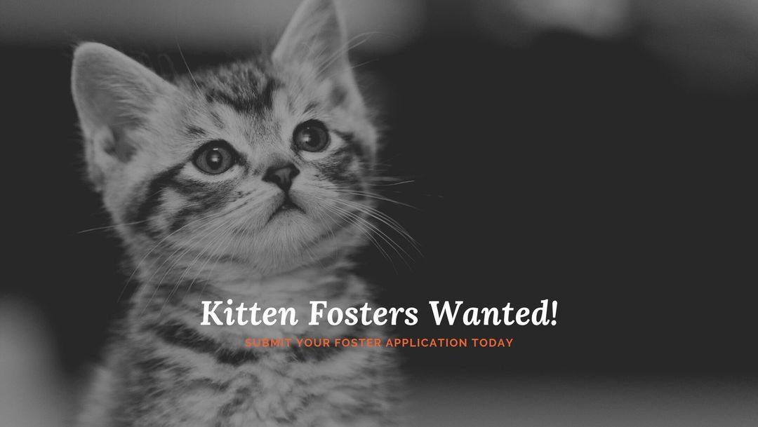 Do you love kittens and live in Douglas or one of the surrounding counties? Are you at least 21 years old? Apply to be a DCAS foster today! Our kitten nursery is over capacity with kittens not yet old enough to be adopted.

We will provide all needed supplies (food, litter, carriers) and all necessary veterinary care (vaccines, dewormer, emergencies). All you provide is a loving space for kittens to grow and thrive outside of the shelter. Once they are 8 weeks old (or 2lbs) they can return to the shelter to be adopted.

If you meet the following requirements email us for a Foster Application today. 
( animalshelter@co.douglas.ga.us )

*Be at least 21 years old
*Live within Douglas or one of the surrounding counties
*Must pass initial background check and home check
*Provide transportation for vet visits or emergencies
*Provide a safe, indoor, temperature-controlled space and adequate food.
*Stay in contact with our Foster Coordinator
*Allow a periodic home visit every 6 months as required by GA law 

We are also in need of Fosters for senior dogs, and Heartworm+ dogs!