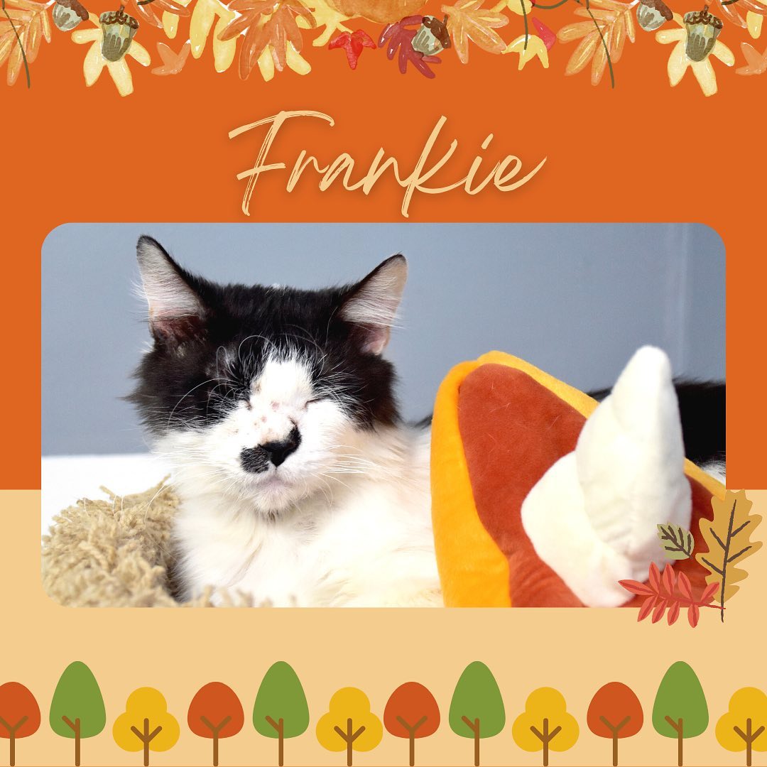 Our adoptable cats & dogs are getting ready for Thanksgiving, they would love to be spending it in their forever home this year! Come meet them today 8am-1pm.