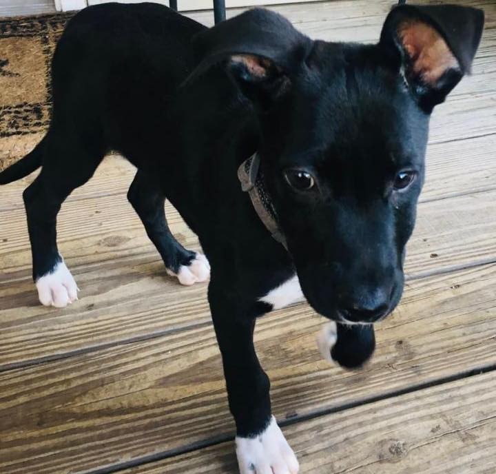 I’m Meme and I am the cutest, most lovable puppy in the world! I am a 3 to 4-month-old black terrier mix. I am only about 8-9 pounds. I have cute white socks on my giant feet—I have some growing still to do! I am up to date on my shots and will be ready to get spayed in January. I came to rescue from a kill shelter in rural, LA, after I was found a stray and no one came looking for me. I love every person I meet and want to jump in their arms and kiss them and love on them! I am teething right now and need chew toys all over the house. But as long as I have toys, I don’t chew the house. I am working on not chewing on my foster family’s hands and am much better than when I first arrived. I am high energy and need walks and play time every day. I do well in my kennel when you have to leave. I am progressing well with house training and walking on a leash. I get along really well with the dogs and kids in my foster house. I would love to have a doggie playmate, but the kids in my foster house are great playmates too since my foster dog sisters are too old to play with me. I have met the neighbor’s cat and we get along too! I have the cutest crooked ears and I know you will fall in love with me when you meet me. Will you give me a forever home to grow up in and be your loyal, bestest friend?? 

Please note: as with most rescue puppies, we have no way to guarantee this puppy’s breed or size potential. 

If you are interested in meeting and/or adopting, the first step is to please visit our website to complete an application and read all of our FAQs: https://www.takepawsrescue.org/adopt 

<a target='_blank' href='https://www.instagram.com/explore/tags/adoptdontshop/'>#adoptdontshop</a> <a target='_blank' href='https://www.instagram.com/explore/tags/spayandneuter/'>#spayandneuter</a> <a target='_blank' href='https://www.instagram.com/explore/tags/rescuedogsofinstagram/'>#rescuedogsofinstagram</a> <a target='_blank' href='https://www.instagram.com/explore/tags/rescuedismyfavoritebreed/'>#rescuedismyfavoritebreed</a> <a target='_blank' href='https://www.instagram.com/explore/tags/adoptme/'>#adoptme</a> <a target='_blank' href='https://www.instagram.com/explore/tags/noladogs/'>#noladogs</a> <a target='_blank' href='https://www.instagram.com/explore/tags/nola/'>#nola</a> <a target='_blank' href='https://www.instagram.com/explore/tags/neworleans/'>#neworleans</a> <a target='_blank' href='https://www.instagram.com/explore/tags/louisiana/'>#louisiana</a>  <a target='_blank' href='https://www.instagram.com/explore/tags/adoptablackdog/'>#adoptablackdog</a>