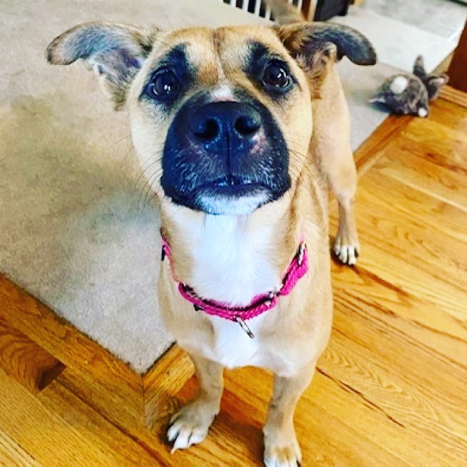 This little cutie Aurelia will be at our Adoption Event at Gardner Pet Supply on Black Friday from 12 PM to 3 PM!

All adoption fees are 50% off!