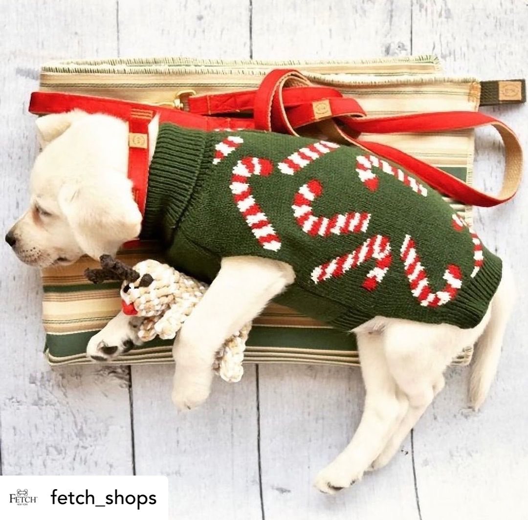 This Holiday Season Shop FETCH HUNTINGTON VILLAGE 🌲 Posted @withregram • @fetch_shops Sweet Dreams 🎄 
.
The Candy Cane Dreams Dog Sweater will become a classic holiday favorite. Available in our boutique or online. Use code: FETCHFRIDAY for 15% Off your purchase + FREE US SHIPPING 
🎁
<a target='_blank' href='https://www.instagram.com/explore/tags/fetchstyle/'>#fetchstyle</a> <a target='_blank' href='https://www.instagram.com/explore/tags/dogboutique/'>#dogboutique</a> <a target='_blank' href='https://www.instagram.com/explore/tags/dogclothes/'>#dogclothes</a> <a target='_blank' href='https://www.instagram.com/explore/tags/dogsweater/'>#dogsweater</a> <a target='_blank' href='https://www.instagram.com/explore/tags/holidayready/'>#holidayready</a> <a target='_blank' href='https://www.instagram.com/explore/tags/candycanedreams/'>#candycanedreams</a> <a target='_blank' href='https://www.instagram.com/explore/tags/bestpetclothingstore/'>#bestpetclothingstore</a> <a target='_blank' href='https://www.instagram.com/explore/tags/bestoflongisland/'>#bestoflongisland</a> <a target='_blank' href='https://www.instagram.com/explore/tags/huntingtonvillage/'>#huntingtonvillage</a>