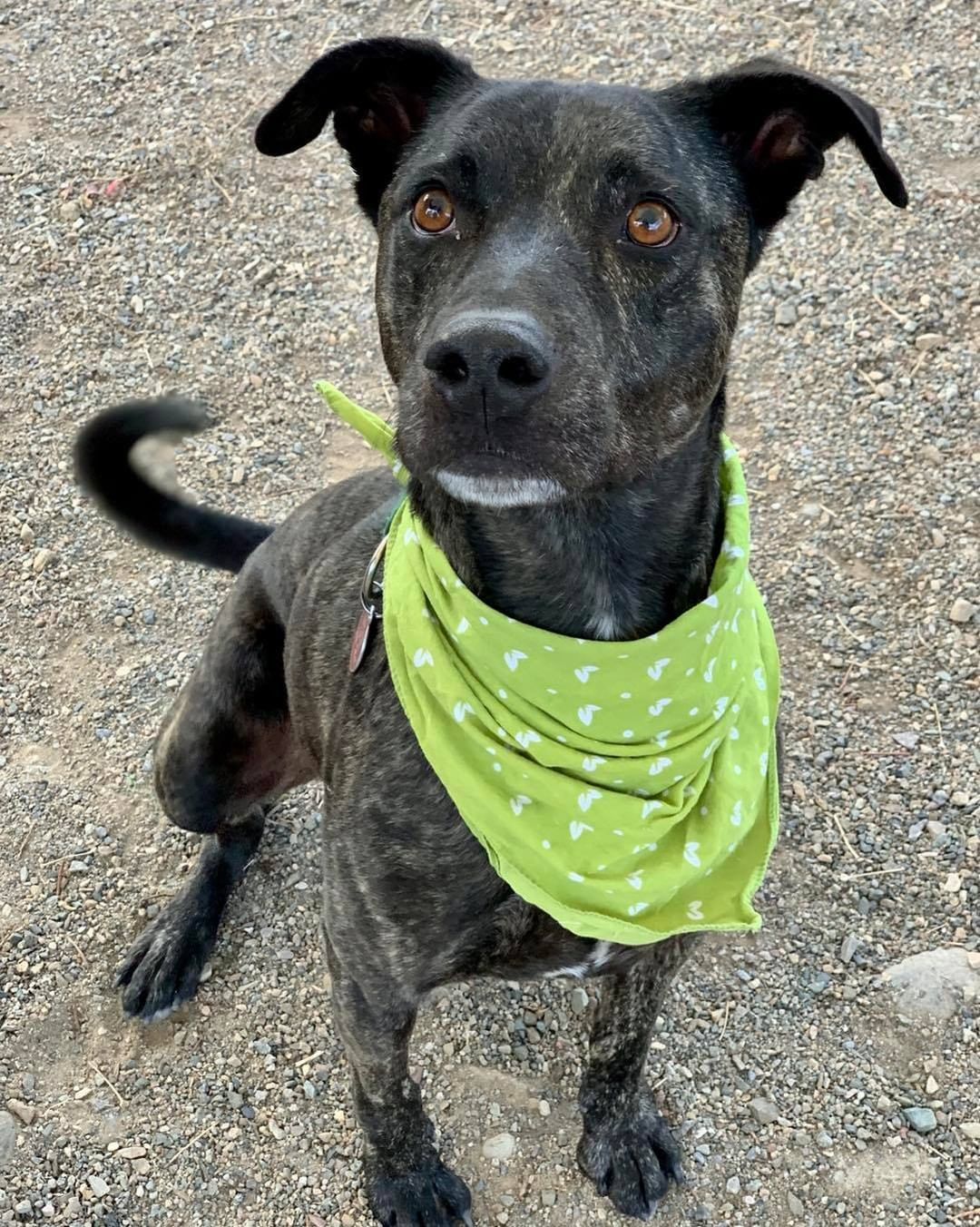 Today we want to highlight a staff favorite, Chewy! This friendly, goofy, outgoing and affectionate 4 year old has been with us for over 80 days and is more than ready to find his forever family. 

Chewy is a good listener, knows basic commands and is awesome on a leash! He enjoys spending time with gentle dogs but is more interested in the people around him. Chewy loves everyone he meets and adores kiddos.

Chewy is looking for an active home that will take him on daily walks and weekend outdoor adventures. This smart, lovable guy needs an affectionate home that understands his enthusiasm for life and I’ve for adventures ♥️

Interested in adopting Chewy? Apply online today and a team member will call you to set up a time for you to meet this kindhearted guy!

<a target='_blank' href='https://www.instagram.com/explore/tags/lpchs/'>#lpchs</a> <a target='_blank' href='https://www.instagram.com/explore/tags/adoptashelterpet/'>#adoptashelterpet</a> <a target='_blank' href='https://www.instagram.com/explore/tags/homefortheholidays/'>#homefortheholidays</a> <a target='_blank' href='https://www.instagram.com/explore/tags/pittienation/'>#pittienation</a> <a target='_blank' href='https://www.instagram.com/explore/tags/adoptlocal/'>#adoptlocal</a>