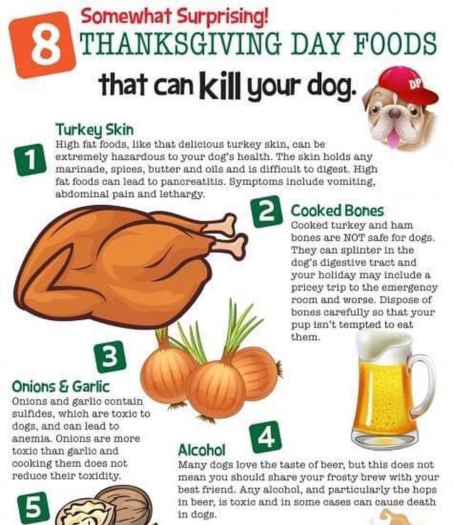 We know you love your dogs and the temptation is real to slip them some goodies from your holiday meal. Be careful! There are many foods we eat that are dangerous for dogs and every Thanksgiving veterinarians see a spike in food-related illnesses. 

Check out these foods to avoid.....

Accidents happen.  If you feel your pet may have ingested a potentially poisonous substance, you can call the ASPCA Animal Poison Control Center at (888) 426-4435.

The Worthy Dog Team wishes everyone a safe and Happy Thanksgiving!