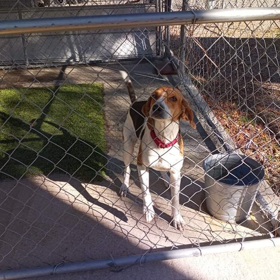 Everyone’s saying hey this morning!

💕
Get your applications in!
https://www.causendogrescue.org/adoption-application.html 
🐾
💕
🐾
We only do meet and greets for approved applications.

Adoption fee is $250.

All dogs will be Up-to-date on Shots, worming, Spayed/Neutered and Microchipped.  We will also do random, periodic vet checks to ensure all dogs adopted from us continue to have the best care.  We will check for any follow up visits needed and that they are on a monthly Heartworm Prevention.

If you rent or own a home, we prefer you to have a fenced in yard. 

Apartment living is also ok but prefer a fenced in area if close to the road.
All adults in the home will need to know they are getting a dog and will need to sign the adoption agreement.
We do not adopt to college students with multiple roommates. 
Military will need to provide a backup plan.
We require all pets in the home to be spay and/or neutered. Because too many dogs are being killed, due to there not being enough homes per dog in need. Only the lucky ones end up here.