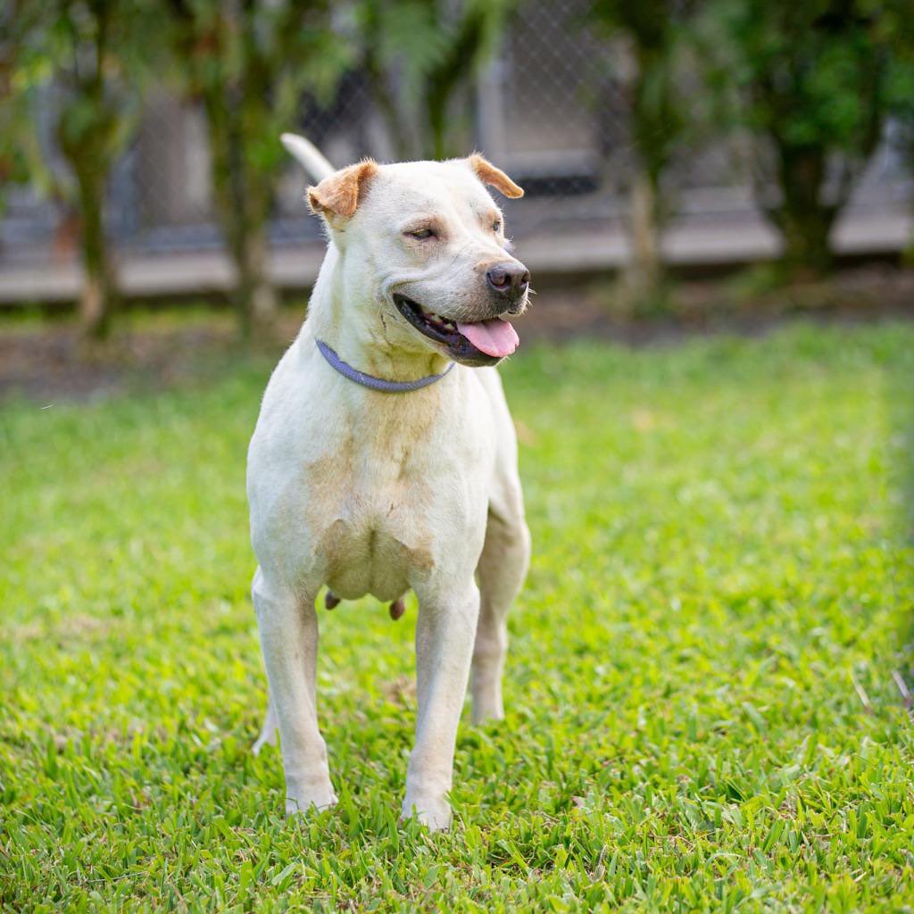 Hi friends! 👋🏼 Stop scrolling!You need to meet this girl.

Squishy, sweet Dumplin’ has been living that shelter life since she was first picked up as a stray by animal control back in September. She joined us a month ago, and ever since, has been patiently waiting for a home (foster or forever!)
🥟

Dumplin’ was recently treated for heartworm disease and we would REALLY REALLY REALLY love to find a foster home where she can rest, relax, and recover. The post-treatment care for heartworm disease requires low activity for 6 weeks. Life in the shelter can be pretty chaotic and it’s important for the health and well being of dogs recovering from heartworm treatment, that they get away from the activity and noise. Dumplin’s ideal foster home would include cozy beds for lots of napping, lounging, snoozing, chillaxin… you get the picture :) 

Dumplin’ is a sugary sweet lady (if she really was a dumplin’, it would definitely be the dessert kind! 🧁🍩) who loves love and affection. Do you have a space in your heart and in your home for this girl?

✨To foster Dumplin, please email Meagan at placement@hihs.org 

Fostering is a rewarding experience and an incredible way to help save lives. By fostering Dumplin, not only will you make a difference in her life (and give her a comfy spot to recovery!), but you’ll also open up a kennel in our shelter for us to help another animal in need.

<a target='_blank' href='https://www.instagram.com/explore/tags/fosteringsaveslives/'>#fosteringsaveslives</a>