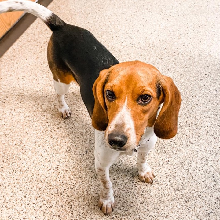 Welcome Audrey!

Name: Audrey
Breed: Beagle mix
Sex: Female, spayed
Estimated Birthdate: 12/18/2020
Size: Currently 20 pounds but is still growing.  She'll probably be small when full grown
Good With Kids: Unknown but most likely yes
Good With Cats: Unknown but probably not
Good With Dogs: Yes!
Housetrained: In progress
Crate Trained: In progress.  She doesn't go in willingly but is pretty quiet once she's in it
Recommended Environment: Audrey is a typical Beagle and needs to smell everything.  Her new family must be patient when walking her so she can stop and sniff everything.  Frequent walks are a must and she would love a fenced in yard to play in.  She loves meeting new people and other dogs.  A canine companion or frequent doggy play dates would be great.  She loves playing with her brother Calvin.
Additional Information: Audrey is working on her commands and listens well.  Consistency and positive reinforcement will be required in her continued training.  Since she is intelligent she will need mental stimulation, toys, and physical exercise to keep her engaged and out of trouble. 

In our Canine Inmate Program

Apply for Audrey here: https://www.adoptpetrescue.org/adoption-application/ 

<a target='_blank' href='https://www.instagram.com/explore/tags/rescuedogsofinstagram/'>#rescuedogsofinstagram</a> <a target='_blank' href='https://www.instagram.com/explore/tags/rescuedog/'>#rescuedog</a> <a target='_blank' href='https://www.instagram.com/explore/tags/rescuedismyfavoritebreed/'>#rescuedismyfavoritebreed</a> <a target='_blank' href='https://www.instagram.com/explore/tags/beaglesofinstagram/'>#beaglesofinstagram</a> <a target='_blank' href='https://www.instagram.com/explore/tags/beagle/'>#beagle</a> <a target='_blank' href='https://www.instagram.com/explore/tags/beaglehound/'>#beaglehound</a> <a target='_blank' href='https://www.instagram.com/explore/tags/adoptpetrescue/'>#adoptpetrescue</a> <a target='_blank' href='https://www.instagram.com/explore/tags/adoptdontshop/'>#adoptdontshop</a>