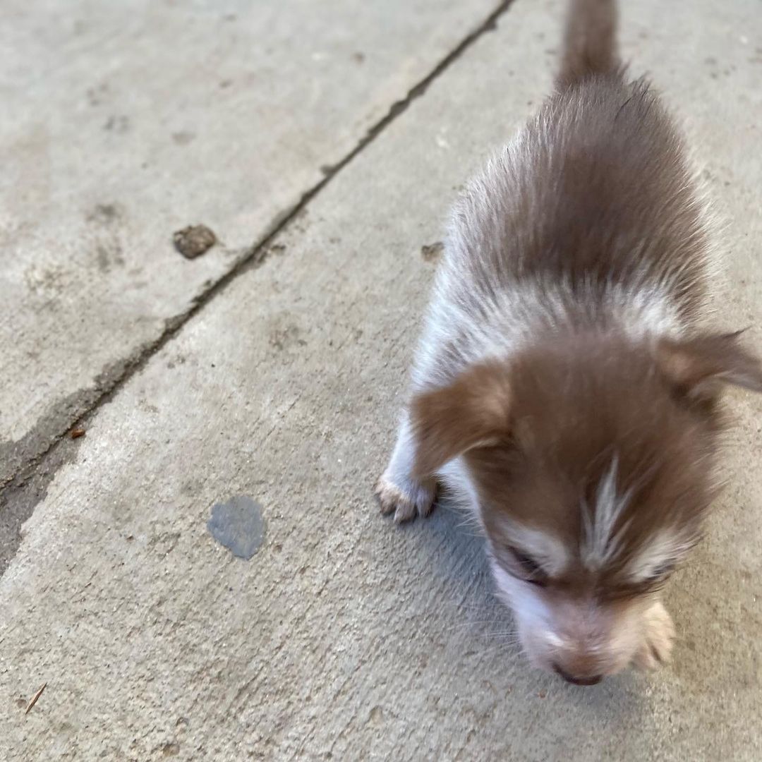 🐾💚Fosters Needed💚🐾 
These 2 female husky/terrier mix puppies are in need of fosters ASAP!

🐾If interested, please fill out a Foster Application at amazingstraysrescue.org

🐾All supplies and an amazing support team included! 

🐾 Please share this on your social media 

🐾 Want to help? All of our incoming dogs have medical bills to be paid! You could sponsor a spay or neuter!

🐾 Fostering even for just two weeks is extremely helpful to a dog in need!

🐾 All supplies included!

<a target='_blank' href='https://www.instagram.com/explore/tags/RescueDog/'>#RescueDog</a> <a target='_blank' href='https://www.instagram.com/explore/tags/AdoptDontShop/'>#AdoptDontShop</a> <a target='_blank' href='https://www.instagram.com/explore/tags/RescuePuppy/'>#RescuePuppy</a> <a target='_blank' href='https://www.instagram.com/explore/tags/ForTheLoveOfDogs/'>#ForTheLoveOfDogs</a> <a target='_blank' href='https://www.instagram.com/explore/tags/GetInvolved/'>#GetInvolved</a> <a target='_blank' href='https://www.instagram.com/explore/tags/Donate/'>#Donate</a> <a target='_blank' href='https://www.instagram.com/explore/tags/Volunteer/'>#Volunteer</a> <a target='_blank' href='https://www.instagram.com/explore/tags/FosteringSavesLives/'>#FosteringSavesLives</a> <a target='_blank' href='https://www.instagram.com/explore/tags/dogsofinstagram/'>#dogsofinstagram</a> <a target='_blank' href='https://www.instagram.com/explore/tags/dogsofinsta/'>#dogsofinsta</a> <a target='_blank' href='https://www.instagram.com/explore/tags/asradoptme/'>#asradoptme</a>