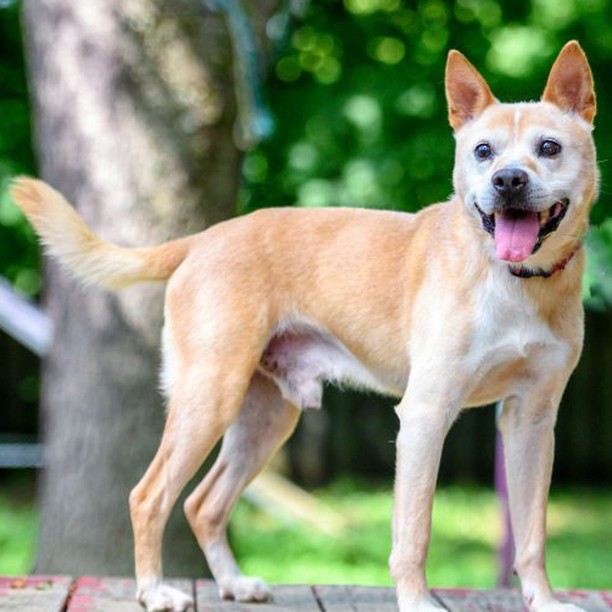 ***URGENT - STILL LOOKING FOR HOSPICE FOSTER HOME ASAP***

Our 14 year old 40lb senior boy Grimmel is in immediate need of a quiet, comfortable place to relax for the rest of his days. It was recently determined that Grimmel either suffered a stroke or has a neurological issue (brain tumor is <a target='_blank' href='https://www.instagram.com/explore/tags/1/'>#1</a> suspect) which is causing him some weakness and difficulty with his mobility. He is currently on daily medication for the neurological issue, as well as for hyperthyroidism.

We know there has to be someone out there willing to give Grimmel a safe and quiet space so that he can be in the comfort of a home setting for the time he has left! Grimmel is in need of an adult only home (with minimal stairs to climb). He does fine with other mellow dogs, and doesn't pay any mind to cats. We will provide all supplies, medication, and veterinary support - all we need is someone to supply all the love that our boy so very much deserves in his golden years!

If you are interested in fostering Grimmel, please go to our website and fill out a foster application.

<a target='_blank' href='https://www.instagram.com/explore/tags/fosterhomeneeded/'>#fosterhomeneeded</a> <a target='_blank' href='https://www.instagram.com/explore/tags/fosterfamily/'>#fosterfamily</a> <a target='_blank' href='https://www.instagram.com/explore/tags/adoptadoginc/'>#adoptadoginc</a> <a target='_blank' href='https://www.instagram.com/explore/tags/rescue/'>#rescue</a> <a target='_blank' href='https://www.instagram.com/explore/tags/rescuedog/'>#rescuedog</a> <a target='_blank' href='https://www.instagram.com/explore/tags/seniordog/'>#seniordog</a> <a target='_blank' href='https://www.instagram.com/explore/tags/openyourheart/'>#openyourheart</a> <a target='_blank' href='https://www.instagram.com/explore/tags/helpushelpthem/'>#helpushelpthem</a> <a target='_blank' href='https://www.instagram.com/explore/tags/westchestercounty/'>#westchestercounty</a> <a target='_blank' href='https://www.instagram.com/explore/tags/fairfieldcounty/'>#fairfieldcounty</a> <a target='_blank' href='https://www.instagram.com/explore/tags/urgent/'>#urgent</a>