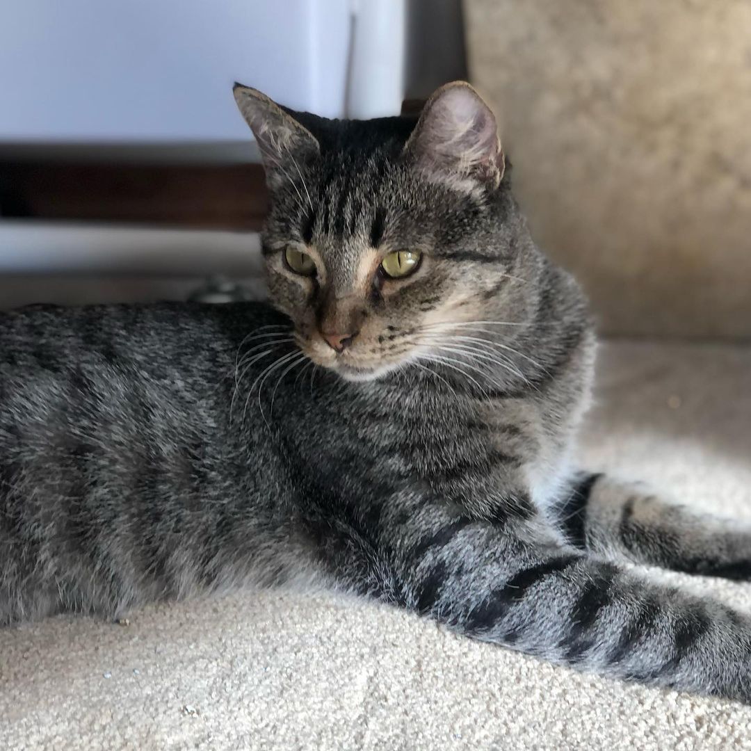 Hello- from Kia! 😻❤️😻

“I am a beauty inside and out. I took very good care of my babies and loved to play with them. They have all now been adopted - and now it’s MY turn!
I enjoy lounging around, getting all the pets I can and “chatting” with you. I will follow you around as I love to be around you. I am very friendly and loving.”

Mama Kia showed up at the warehouse of one of our foster’s work. She has a managed colony of fixed ferals there, but this friendly, social and sweet beauty definitely didn’t belong outside. It was too late when we found out she was pregnant and went and had her babies somewhere. Luckily for all of them they are now SAFE inside ! 

Kia is approximately 1 -2 years old, spayed, UTD on vax, combo tested negative and ready for her furrever people. She was introduced to her Foster’s cats and dogs and wasn’t a fan. So we are looking for a home for her where she will get to be the the queen of the house/only pet. 😺❤️
Adult cats need love too! 
Please share to help get this beauty adopted! 
.
.
.
.
.
.

.
.
,
.
.
.
,
<a target='_blank' href='https://www.instagram.com/explore/tags/adultcatsrule/'>#adultcatsrule</a><a target='_blank' href='https://www.instagram.com/explore/tags/tabbycat/'>#tabbycat</a><a target='_blank' href='https://www.instagram.com/explore/tags/tabbylife/'>#tabbylife</a><a target='_blank' href='https://www.instagram.com/explore/tags/mamacat/'>#mamacat</a><a target='_blank' href='https://www.instagram.com/explore/tags/caturdaycuties/'>#caturdaycuties</a><a target='_blank' href='https://www.instagram.com/explore/tags/caturday/'>#caturday</a>#<a target='_blank' href='https://www.instagram.com/explore/tags/instacatmeows/'>#instacatmeows</a><a target='_blank' href='https://www.instagram.com/explore/tags/topmeowdel/'>#topmeowdel</a><a target='_blank' href='https://www.instagram.com/explore/tags/sheltercats/'>#sheltercats</a><a target='_blank' href='https://www.instagram.com/explore/tags/catstagramcat/'>#catstagramcat</a><a target='_blank' href='https://www.instagram.com/explore/tags/topcatsclub/'>#topcatsclub</a><a target='_blank' href='https://www.instagram.com/explore/tags/meowfeature/'>#meowfeature</a><a target='_blank' href='https://www.instagram.com/explore/tags/huffpostgram/'>#huffpostgram</a><a target='_blank' href='https://www.instagram.com/explore/tags/sheltercat/'>#sheltercat</a><a target='_blank' href='https://www.instagram.com/explore/tags/adoptme/'>#adoptme</a><a target='_blank' href='https://www.instagram.com/explore/tags/tabbiesoftheworld/'>#tabbiesoftheworld</a><a target='_blank' href='https://www.instagram.com/explore/tags/tabbiesofig/'>#tabbiesofig</a>