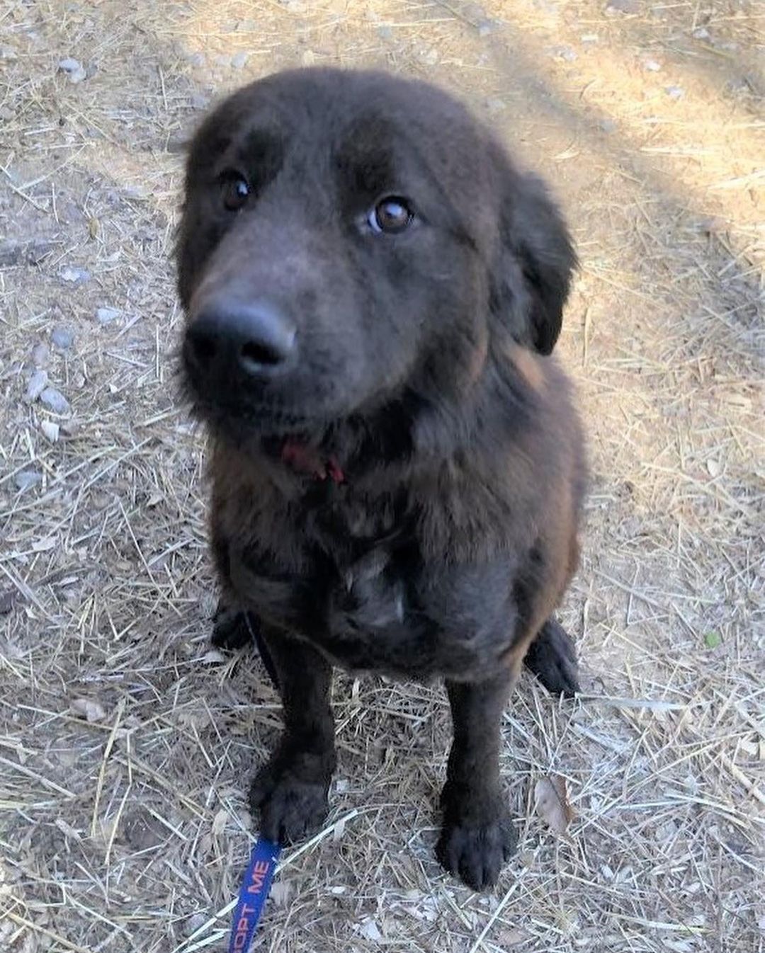 Handsome Arlo came to our shelter after being rescued by our friends at an animal control facility in South Carolina. He is a sweet boy with TONS of personality. Due to breed (chow mix), Arlo needs a home with breed (or like breed) experience. Arlo is being fostered with other dogs and plays well with them. NO cats for Arlo!

Arlo about 2 years old and weighs 55 lbs. He is neutered and vaccinated for Rabies, Distemper, and Bordetella. He recently tested negative for heartworm and tick-borne diseases and is current on flea/tick and heartworm prevention. Arlo is microchipped with a lifetime registration.

To meet Arlo, please complete an adoption application by visiting our website www.HalfwayHomeRescue.org.

<a target='_blank' href='https://www.instagram.com/explore/tags/adoptdontshop/'>#adoptdontshop</a> <a target='_blank' href='https://www.instagram.com/explore/tags/rescuedog/'>#rescuedog</a> <a target='_blank' href='https://www.instagram.com/explore/tags/shelterdog/'>#shelterdog</a> <a target='_blank' href='https://www.instagram.com/explore/tags/rescuedismyfavoritebreed/'>#rescuedismyfavoritebreed</a> <a target='_blank' href='https://www.instagram.com/explore/tags/mustlovedogs/'>#mustlovedogs</a> <a target='_blank' href='https://www.instagram.com/explore/tags/adoptme/'>#adoptme</a> <a target='_blank' href='https://www.instagram.com/explore/tags/adoptmect/'>#adoptmect</a> <a target='_blank' href='https://www.instagram.com/explore/tags/connecticut/'>#connecticut</a> <a target='_blank' href='https://www.instagram.com/explore/tags/adoptashelterdog/'>#adoptashelterdog</a> <a target='_blank' href='https://www.instagram.com/explore/tags/adoptarescuedog/'>#adoptarescuedog</a> <a target='_blank' href='https://www.instagram.com/explore/tags/mustlovedogs/'>#mustlovedogs</a> <a target='_blank' href='https://www.instagram.com/explore/tags/spayandneuteryourpets/'>#spayandneuteryourpets</a> <a target='_blank' href='https://www.instagram.com/explore/tags/adoptionislove/'>#adoptionislove</a> <a target='_blank' href='https://www.instagram.com/explore/tags/ctrescuedog/'>#ctrescuedog</a> <a target='_blank' href='https://www.instagram.com/explore/tags/rescuefosteradopt/'>#rescuefosteradopt</a> <a target='_blank' href='https://www.instagram.com/explore/tags/connecticut/'>#connecticut</a> <a target='_blank' href='https://www.instagram.com/explore/tags/adoptionsaveslives/'>#adoptionsaveslives</a> <a target='_blank' href='https://www.instagram.com/explore/tags/hhrarlo/'>#hhrarlo</a> <a target='_blank' href='https://www.instagram.com/explore/tags/halfwayhomerescueinc/'>#halfwayhomerescueinc</a>