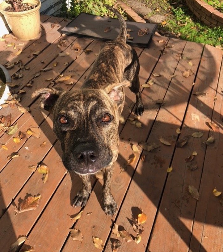 SACRAMENTO CA: Cutie alert!! Adoptable Scooby traveled all the way from Puerto Rico in hopes of finding his forever home. 1 year 39 lb neutered male who would do great w a submissive female or as a solo dog. He especially loves his foster dad and seems to have a strong bond w men. Housetrained and a fun young dog who will make a great additional to lots of homes. Learn more / apply at heartsforpawsrescue.com 🤍