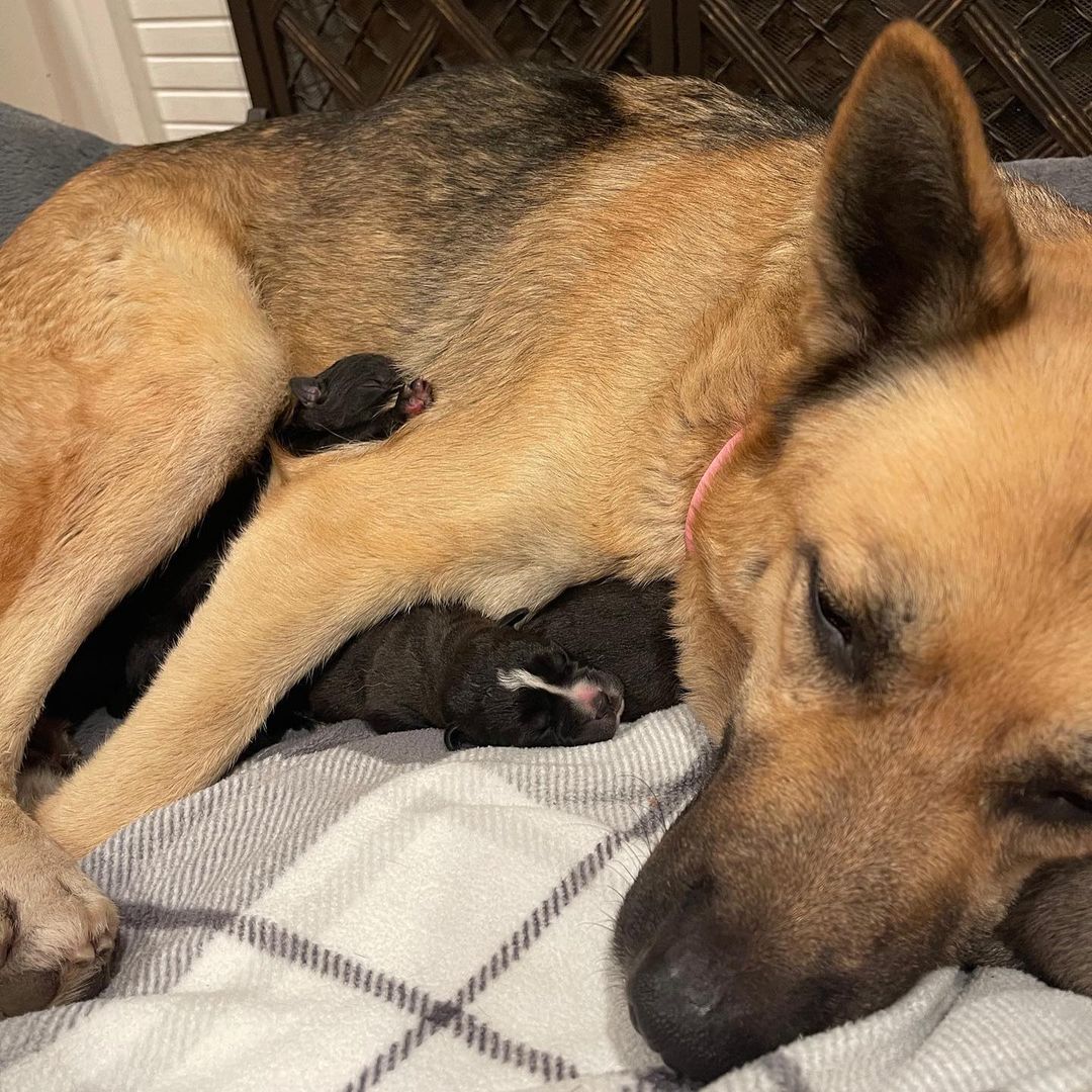 <a target='_blank' href='https://www.instagram.com/explore/tags/NEWRESCUE/'>#NEWRESCUE</a>! Meet Nia and her pups! Sadly Nia was stranded and dumped at a shelter pregnant. BFP heard about her as she was giving birth and had to step in!

Just hours after her last pup was delivered, we took her in to our BFP home where she is getting all the love, comfort and spoiling she and her 5 pups deserve!

This will be a blessed Holiday watching them grow. Stay tuned for updates!

Please click the donate button to help us with their medical care. Thank you! 🙌 🥰 🐶

____________________

We also post @CrueltyCutter. <a target='_blank' href='https://www.instagram.com/explore/tags/BeagleFreedomProject/'>#BeagleFreedomProject</a> <a target='_blank' href='https://www.instagram.com/explore/tags/RescuePuppies/'>#RescuePuppies</a> <a target='_blank' href='https://www.instagram.com/explore/tags/GermanShepherd/'>#GermanShepherd</a> <a target='_blank' href='https://www.instagram.com/explore/tags/AdoptMe/'>#AdoptMe</a> <a target='_blank' href='https://www.instagram.com/explore/tags/Adoptables/'>#Adoptables</a>