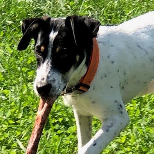 𝗠𝗘𝗘𝗧 𝗧𝗨𝗧𝗧𝗜 𝗙𝗥𝗨𝗧𝗧𝗜!
Tutti Frutti is the adventourous type who loves to explore the outdoors and then come inside to cuddle with her people.  She is about 7 months old and we are guessing she is a Terrier/shepard mix. She's affectionate, playful, and very smart. She just wants to be by her people and loves everyone around her!  Good with kids and dogs, Tutti is ready to find her furever home filled with lots of love and playtime! 

Apply to adopt her ⬇️
https://snarrnortheast.org/adopt/

<a target='_blank' href='https://www.instagram.com/explore/tags/adoptdontshop/'>#adoptdontshop</a> <a target='_blank' href='https://www.instagram.com/explore/tags/rescue/'>#rescue</a> <a target='_blank' href='https://www.instagram.com/explore/tags/animallovers/'>#animallovers</a> <a target='_blank' href='https://www.instagram.com/explore/tags/dog/'>#dog</a> <a target='_blank' href='https://www.instagram.com/explore/tags/love/'>#love</a> <a target='_blank' href='https://www.instagram.com/explore/tags/dogrescue/'>#dogrescue</a> <a target='_blank' href='https://www.instagram.com/explore/tags/rescuedog/'>#rescuedog</a> <a target='_blank' href='https://www.instagram.com/explore/tags/adopt/'>#adopt</a> <a target='_blank' href='https://www.instagram.com/explore/tags/fosteringsaveslives/'>#fosteringsaveslives</a> <a target='_blank' href='https://www.instagram.com/explore/tags/doglover/'>#doglover</a> <a target='_blank' href='https://www.instagram.com/explore/tags/snarrnortheastrescue/'>#snarrnortheastrescue</a> <a target='_blank' href='https://www.instagram.com/explore/tags/givinghopetothehopeless/'>#givinghopetothehopeless</a> <a target='_blank' href='https://www.instagram.com/explore/tags/secondchances/'>#secondchances</a>