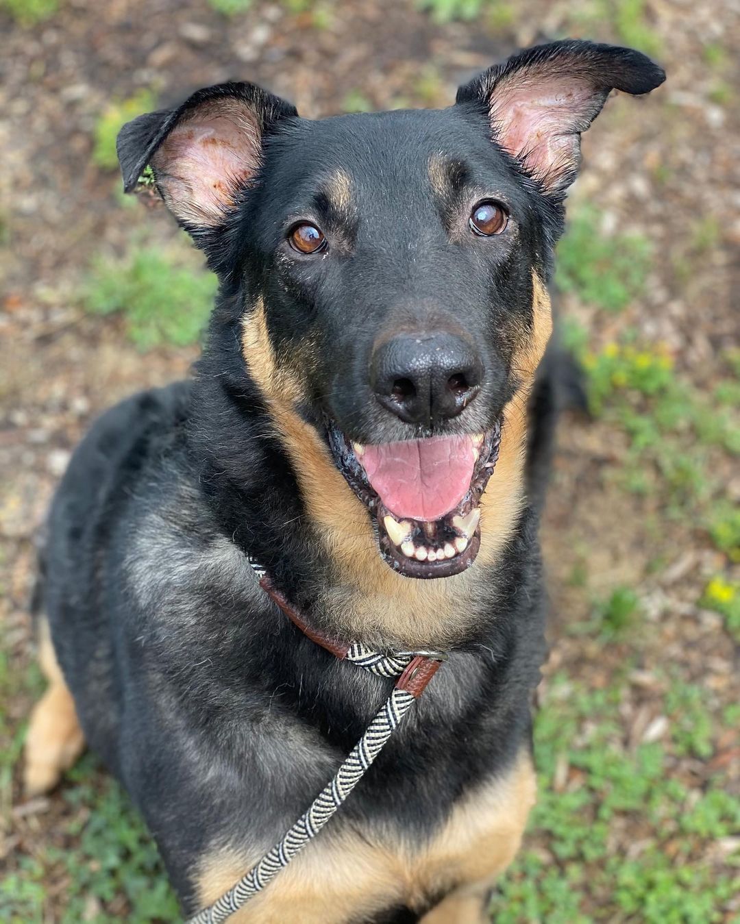 Today was an exciting day for Jax! This stunning 10 year old shepherd has been in foster for 6 months and today was his adoption day. Want to know the secret surprise Jax’s adopters learned when they were finalizing his adoption? Jax’s adoption fee was graciously sponsored by the Winstel family. You see, they were a mixed family of GSD’s and Chihuahuas. After their last dog, Katiebelle, passed they decided to stop by the shelter to look around & that’s when they saw Jax who resembled their beloved late German shepherds. To help this handsome senior find his happy ending they decided to pay for his adoption. Congratulations to Jax and his new family. May you all have many happy years together!

<a target='_blank' href='https://www.instagram.com/explore/tags/adoptnacc/'>#adoptnacc</a> <a target='_blank' href='https://www.instagram.com/explore/tags/fosternacc/'>#fosternacc</a> 
☎️ 757-441-5505
📧 nacc@norfolk.gov
📍 5585 Sabre Road Norfolk, Virginia 23502