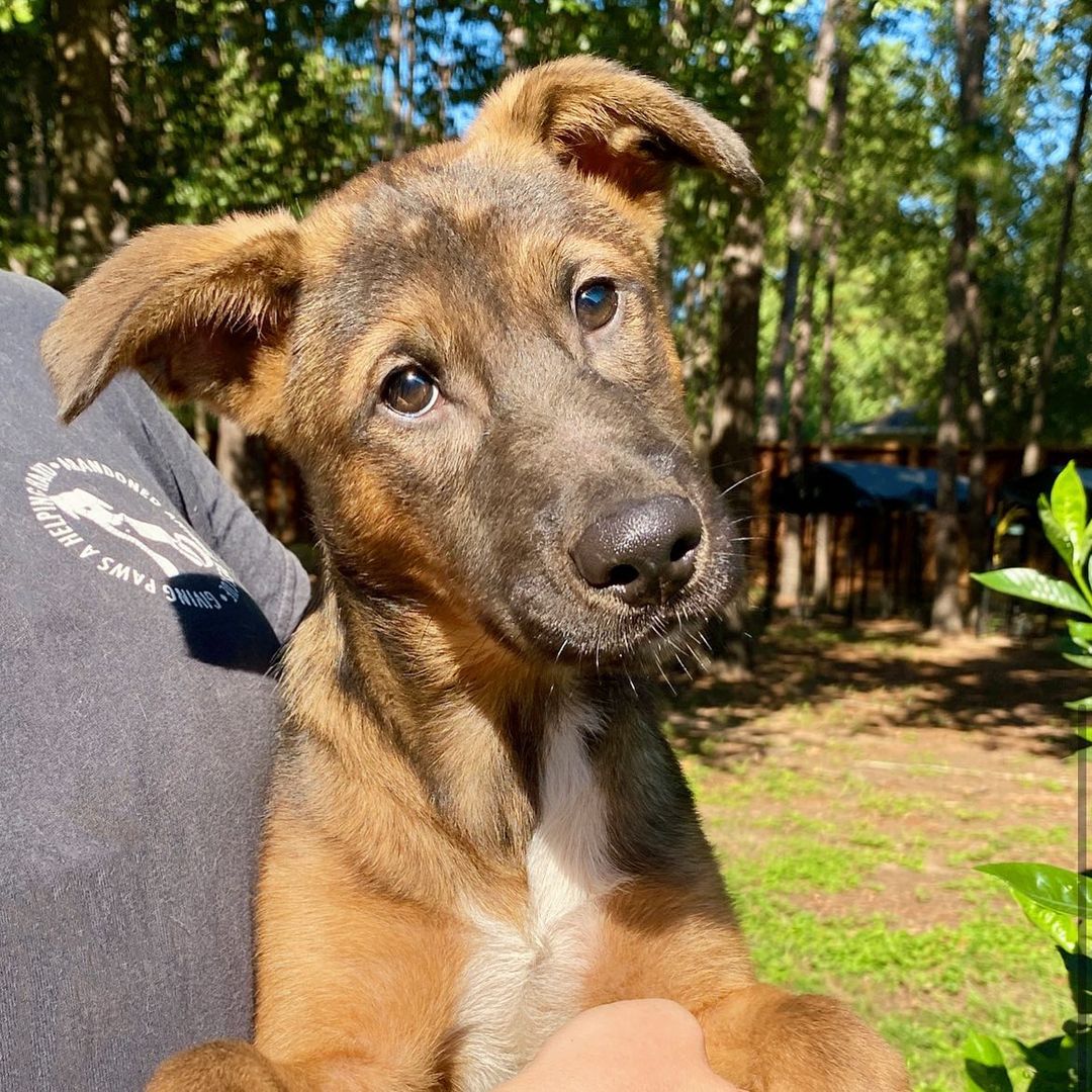 Flint is back! Sometimes, people adopt a puppy. Flint with his handsome looks got adopted and returned for being a puppy! He wasn’t bad (no dogs are bad) he needs what puppies need - training and patience. Dogs need to develop a routine, learn manners, and our boy Flint is no exception. He is chill and sweet, loving and fun. He is not sure about walks on a leash yet and needs a person willing to spend time with him to show him all the good life has to offer. Come and meet Flint. He would love to have a home for Thanksgiving. ❤️ <a target='_blank' href='https://www.instagram.com/explore/tags/abandonedanimalrescue/'>#abandonedanimalrescue</a> <a target='_blank' href='https://www.instagram.com/explore/tags/givingpawsahelpinghand/'>#givingpawsahelpinghand</a> <a target='_blank' href='https://www.instagram.com/explore/tags/dogsofaar/'>#dogsofaar</a> <a target='_blank' href='https://www.instagram.com/explore/tags/pupper/'>#pupper</a> <a target='_blank' href='https://www.instagram.com/explore/tags/doggo/'>#doggo</a> <a target='_blank' href='https://www.instagram.com/explore/tags/rescue/'>#rescue</a> <a target='_blank' href='https://www.instagram.com/explore/tags/rescuedogs/'>#rescuedogs</a> <a target='_blank' href='https://www.instagram.com/explore/tags/shelterdog/'>#shelterdog</a> <a target='_blank' href='https://www.instagram.com/explore/tags/happydog/'>#happydog</a> <a target='_blank' href='https://www.instagram.com/explore/tags/gooddoggo/'>#gooddoggo</a> <a target='_blank' href='https://www.instagram.com/explore/tags/lovedogs/'>#lovedogs</a> <a target='_blank' href='https://www.instagram.com/explore/tags/puppies/'>#puppies</a> <a target='_blank' href='https://www.instagram.com/explore/tags/adopt/'>#adopt</a> <a target='_blank' href='https://www.instagram.com/explore/tags/adoptdontshop/'>#adoptdontshop</a> <a target='_blank' href='https://www.instagram.com/explore/tags/adoptable/'>#adoptable</a> <a target='_blank' href='https://www.instagram.com/explore/tags/conroetx/'>#conroetx</a> <a target='_blank' href='https://www.instagram.com/explore/tags/springtx/'>#springtx</a> <a target='_blank' href='https://www.instagram.com/explore/tags/katytx/'>#katytx</a> <a target='_blank' href='https://www.instagram.com/explore/tags/cypresstx/'>#cypresstx</a> <a target='_blank' href='https://www.instagram.com/explore/tags/houston/'>#houston</a> <a target='_blank' href='https://www.instagram.com/explore/tags/magnoliachamberofcommerce/'>#magnoliachamberofcommerce</a> <a target='_blank' href='https://www.instagram.com/explore/tags/magnoliatx/'>#magnoliatx</a> <a target='_blank' href='https://www.instagram.com/explore/tags/thewoodlands/'>#thewoodlands</a> <a target='_blank' href='https://www.instagram.com/explore/tags/shepherdpuppy/'>#shepherdpuppy</a> <a target='_blank' href='https://www.instagram.com/explore/tags/shepherdmix/'>#shepherdmix</a> <a target='_blank' href='https://www.instagram.com/explore/tags/puppylove/'>#puppylove</a> <a target='_blank' href='https://www.instagram.com/explore/tags/puppylife/'>#puppylife</a>