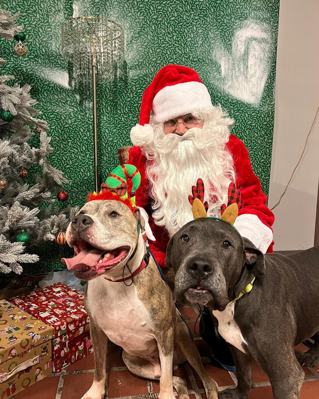 A huge thank you to everyone who came out to our PITures with Santa event on Thursday! We loved seeing all these amazing pups and kitties! <a target='_blank' href='https://www.instagram.com/explore/tags/applevalleypitcrew/'>#applevalleypitcrew</a>🐶🍎 <a target='_blank' href='https://www.instagram.com/explore/tags/AVPC/'>#AVPC</a> <a target='_blank' href='https://www.instagram.com/explore/tags/PitCrew/'>#PitCrew</a> <a target='_blank' href='https://www.instagram.com/explore/tags/pitbullsofinstagram/'>#pitbullsofinstagram</a> <a target='_blank' href='https://www.instagram.com/explore/tags/RescueandRedemption/'>#RescueandRedemption</a> <a target='_blank' href='https://www.instagram.com/explore/tags/adoptdontshop/'>#adoptdontshop</a> <a target='_blank' href='https://www.instagram.com/explore/tags/pitbullove/'>#pitbullove</a> <a target='_blank' href='https://www.instagram.com/explore/tags/pitbull/'>#pitbull</a> <a target='_blank' href='https://www.instagram.com/explore/tags/spreadtherumer/'>#spreadtherumer</a> <a target='_blank' href='https://www.instagram.com/explore/tags/rescueismyfavoritebreed/'>#rescueismyfavoritebreed</a> <a target='_blank' href='https://www.instagram.com/explore/tags/dontbullymybreed/'>#dontbullymybreed</a> <a target='_blank' href='https://www.instagram.com/explore/tags/thecrew/'>#thecrew</a>