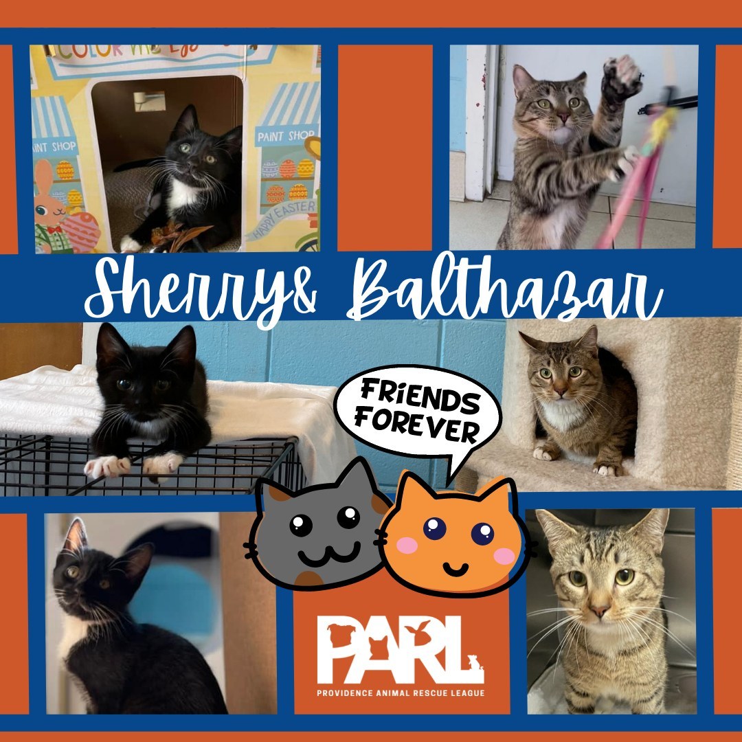 Balthazar and Sherry are looking for a home together! Both of these boys were surrendered separately, but because of their personalities, we felt that they would benefit from having another cat friend. We put them together in our community cat room and they have been getting along so well! Learn more about this duo on our Adoptable Cats webpage - link in bio! <a target='_blank' href='https://www.instagram.com/explore/tags/AdoptableCats/'>#AdoptableCats</a> <a target='_blank' href='https://www.instagram.com/explore/tags/CatFriends/'>#CatFriends</a> <a target='_blank' href='https://www.instagram.com/explore/tags/TheOddCouple/'>#TheOddCouple</a>