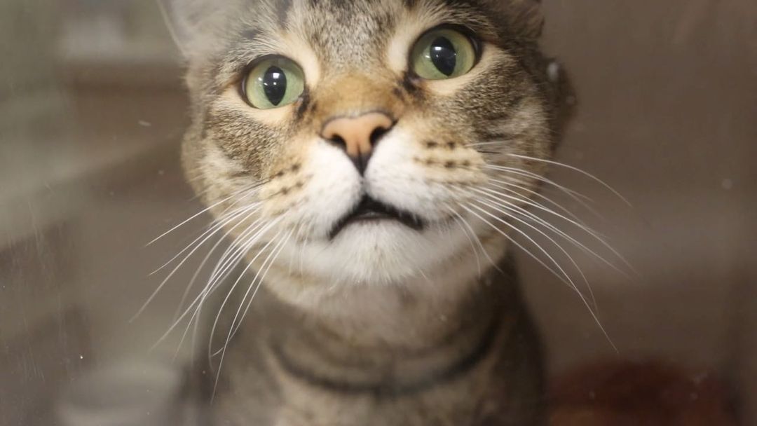 Love biscuits? So does MacDuff! 😋

As an excellent “biscuit maker” weighing in at almost 20 pounds, MacDuff is a big boy with lots of love to give.💓 He enjoys being pet and wants to be by his person’s side all day long. When he’s not snuggling, he loves playing with toy mice and feather wands.

Can MacDuff be your lap cat for life? If so, click the link in our bio to learn more!